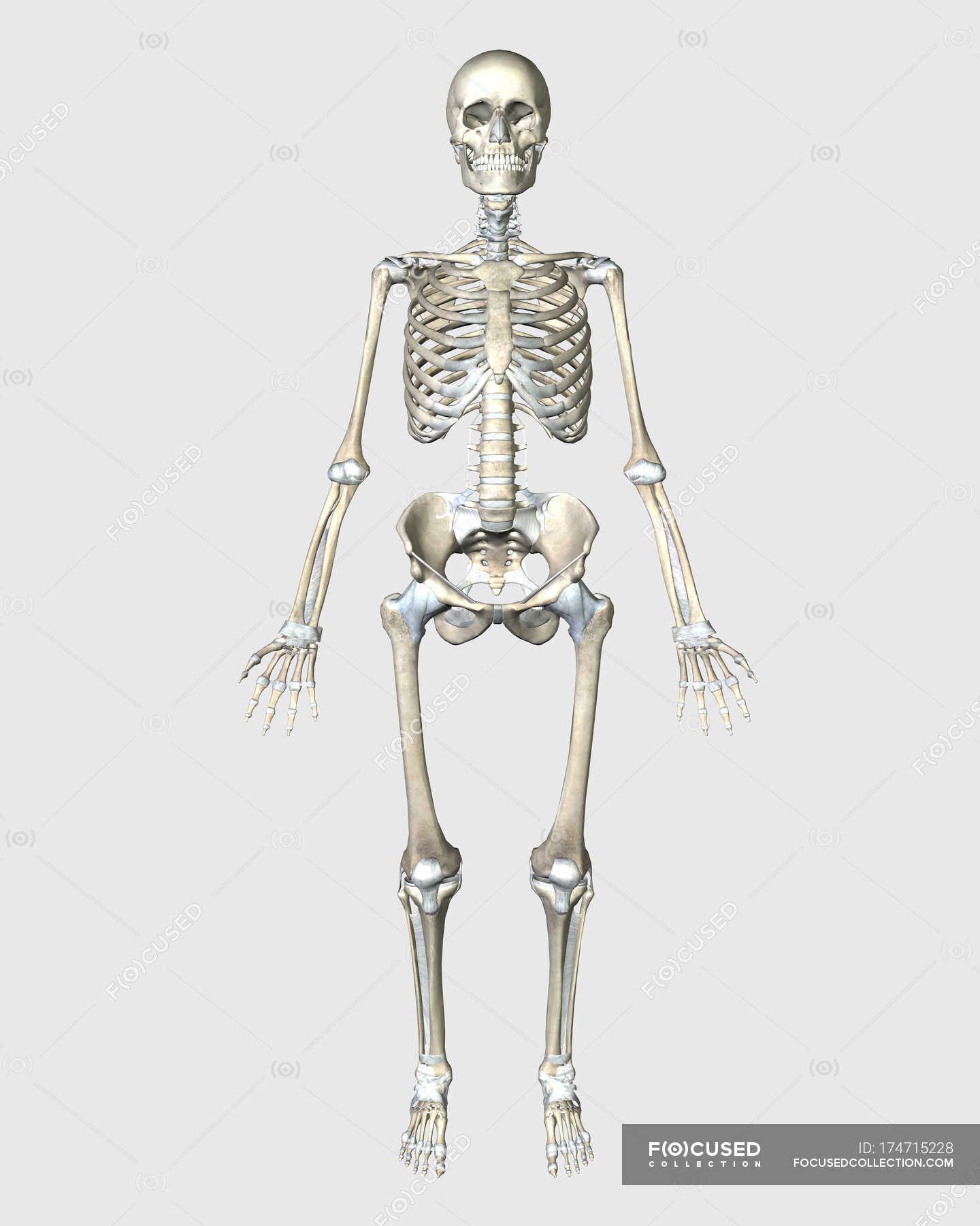 Front view of human skeletal system — white background, full length