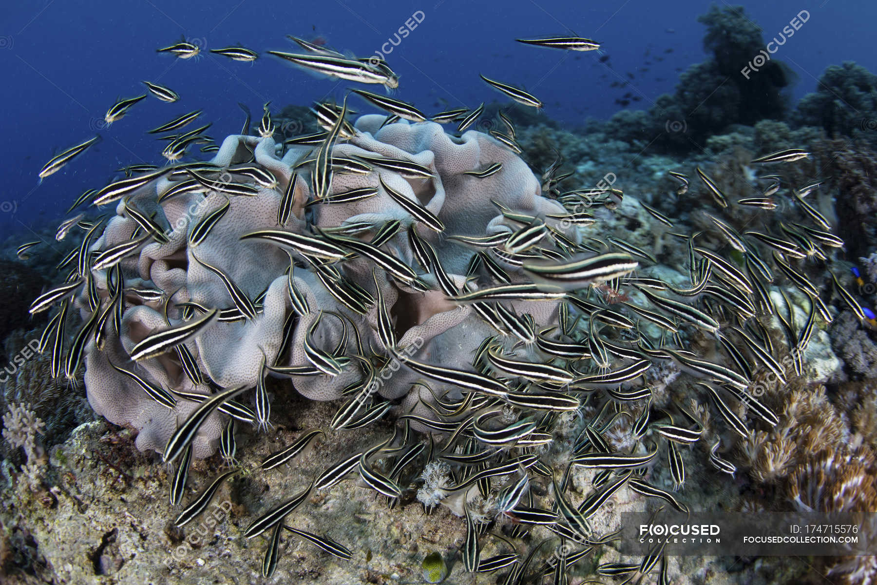 School of striped eel catfish — lesser sunda islands, coral triangle