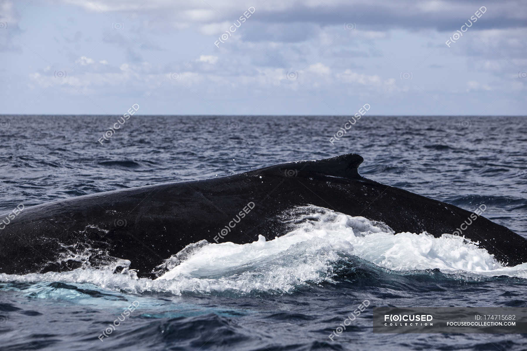 swimming with humpback whales