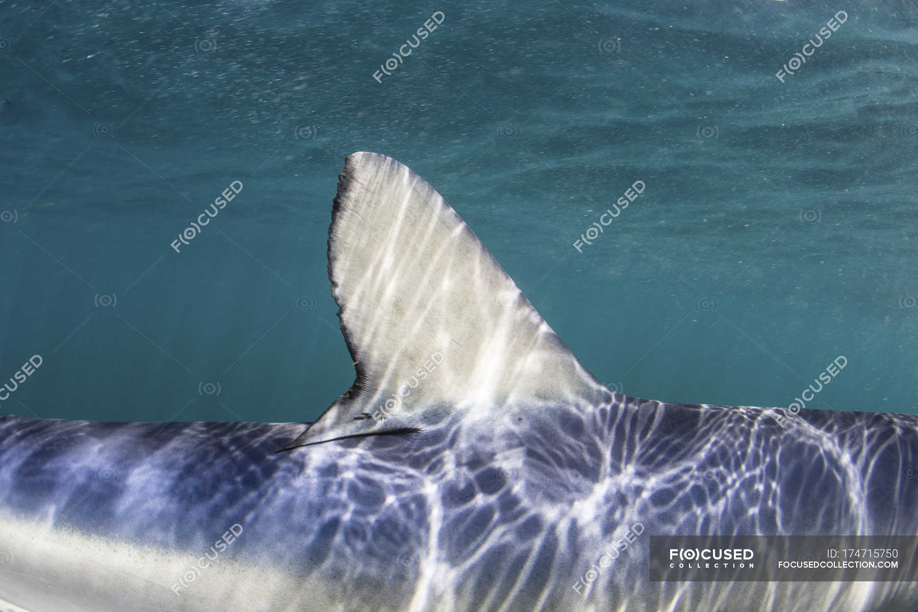 Blue shark dorsal fin — ichthyology, Carcharhiniformes Stock Photo