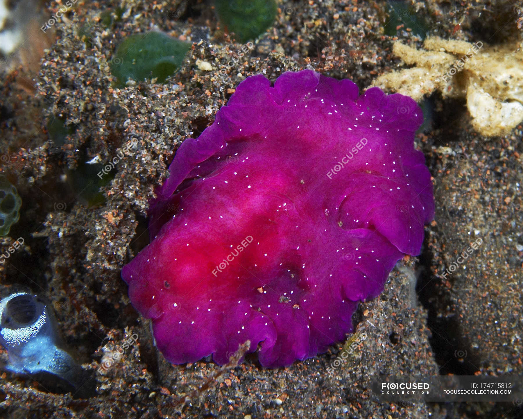 Fuschia pink flatworm with white dots — sea, spotted - Stock Photo