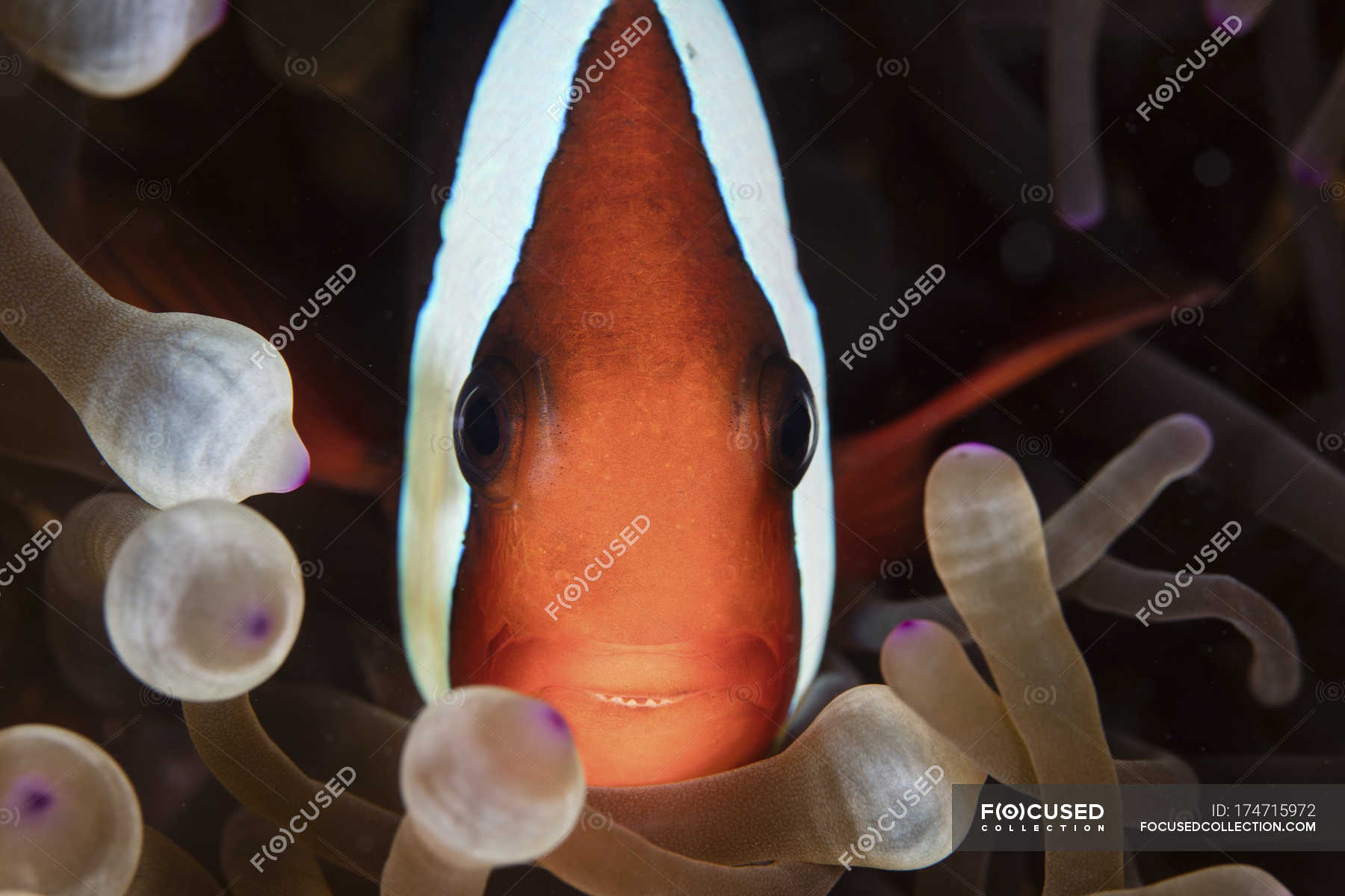 Clownfish swimming among anemone tentacles — sea, polyp - Stock Photo ...