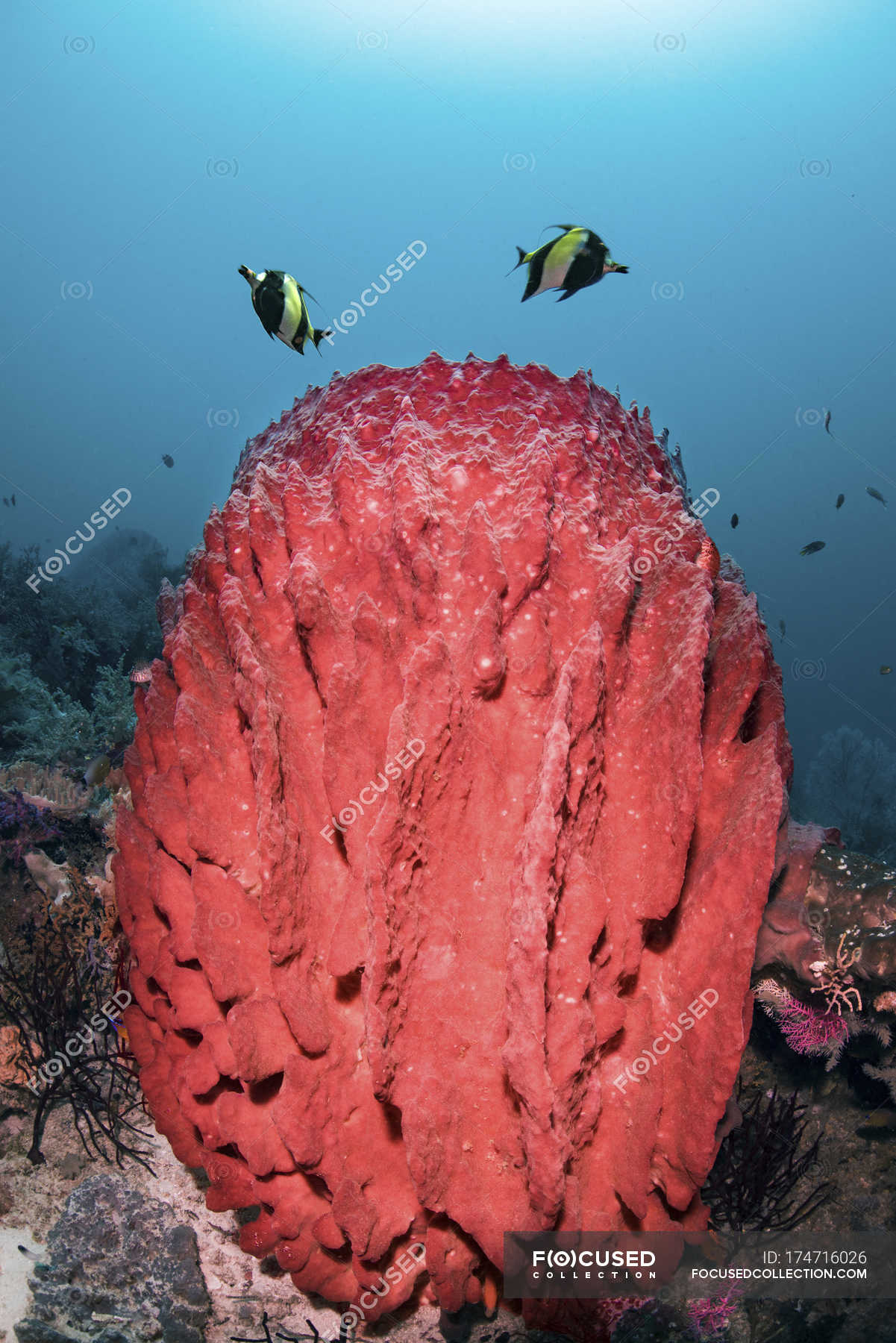 Fish Swimming Over Barrel Sponge Full Length Haplosclerida Stock Photo