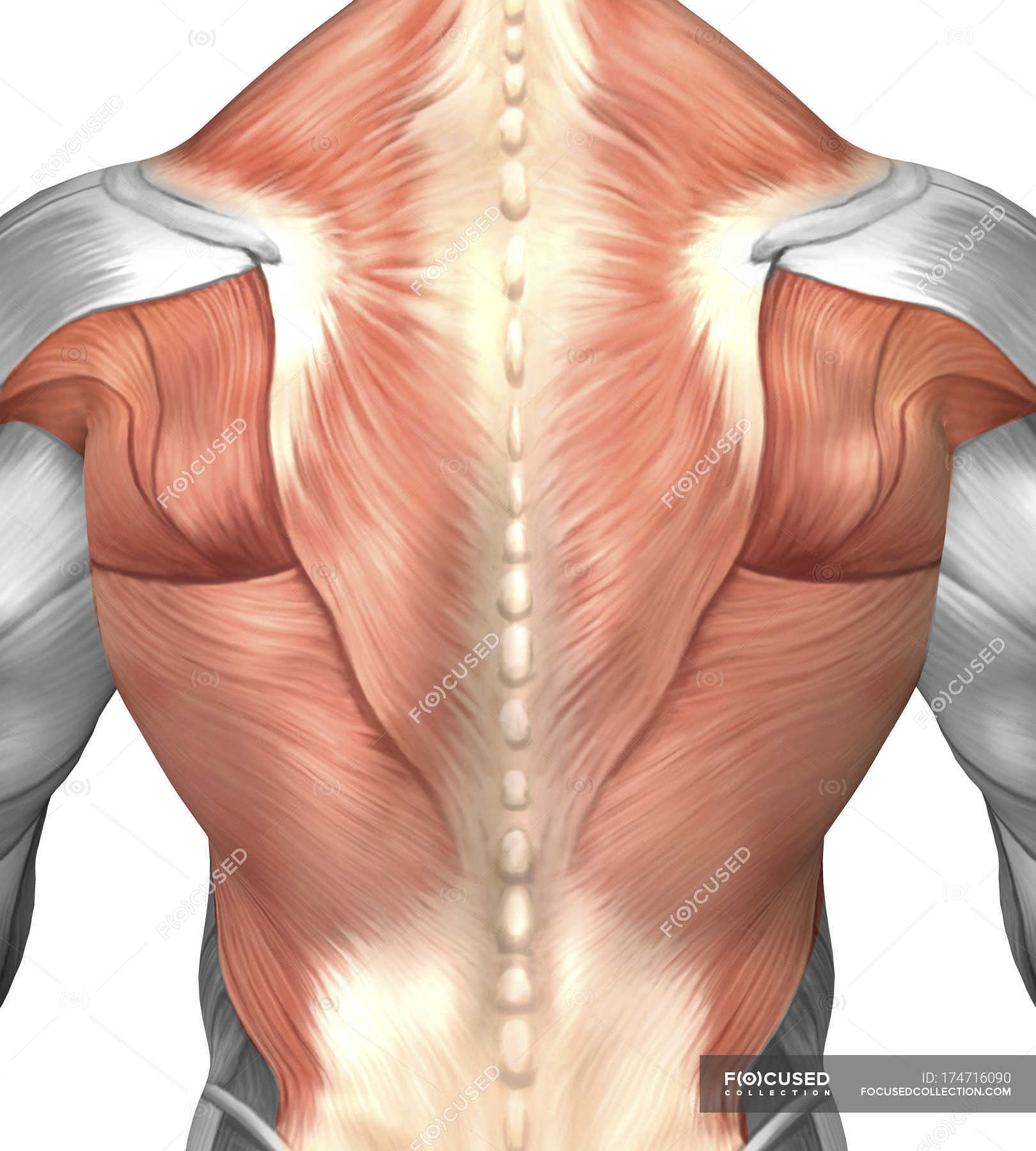 Male muscle anatomy of the human back — posterior, myology ...