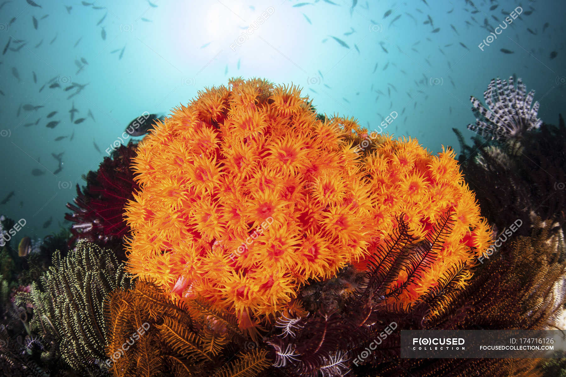 Bright Orange Cup Corals Growing On Reef — Underwater Indonesia