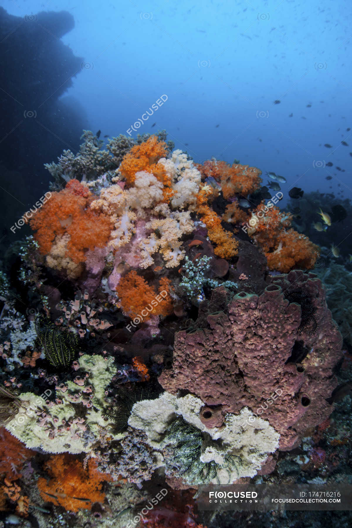 Colorful corals growing on reef — ecosystem, Cnidaria - Stock Photo ...