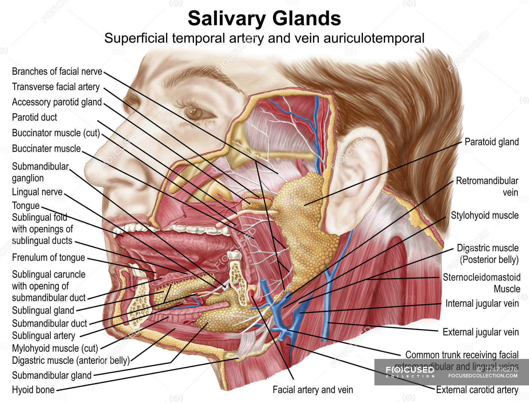 Anatomy of human salivary glands with labels — Stock Photo | #174716276