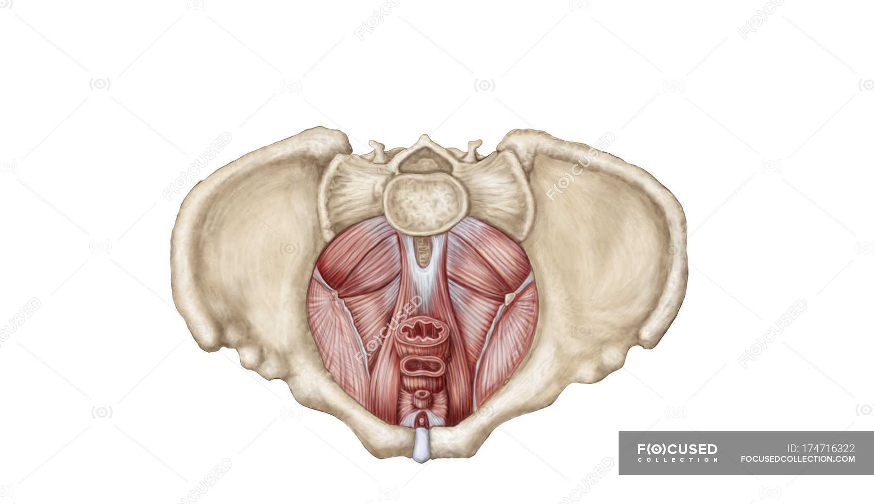 Diaphragm Porn