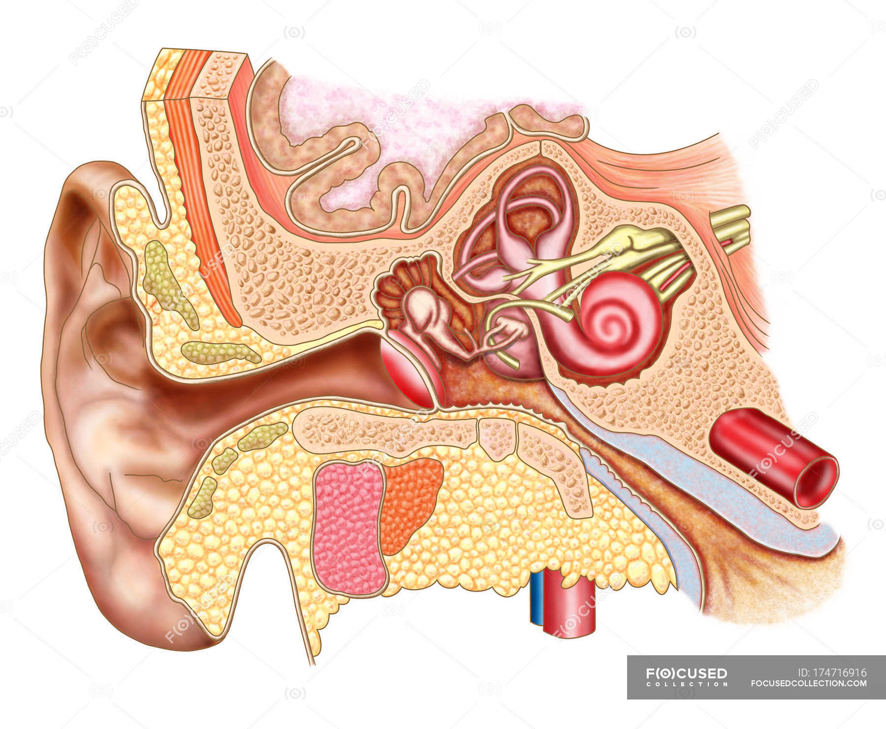 illustration-m-dicale-de-l-anatomie-de-l-oreille-humaine-membrane