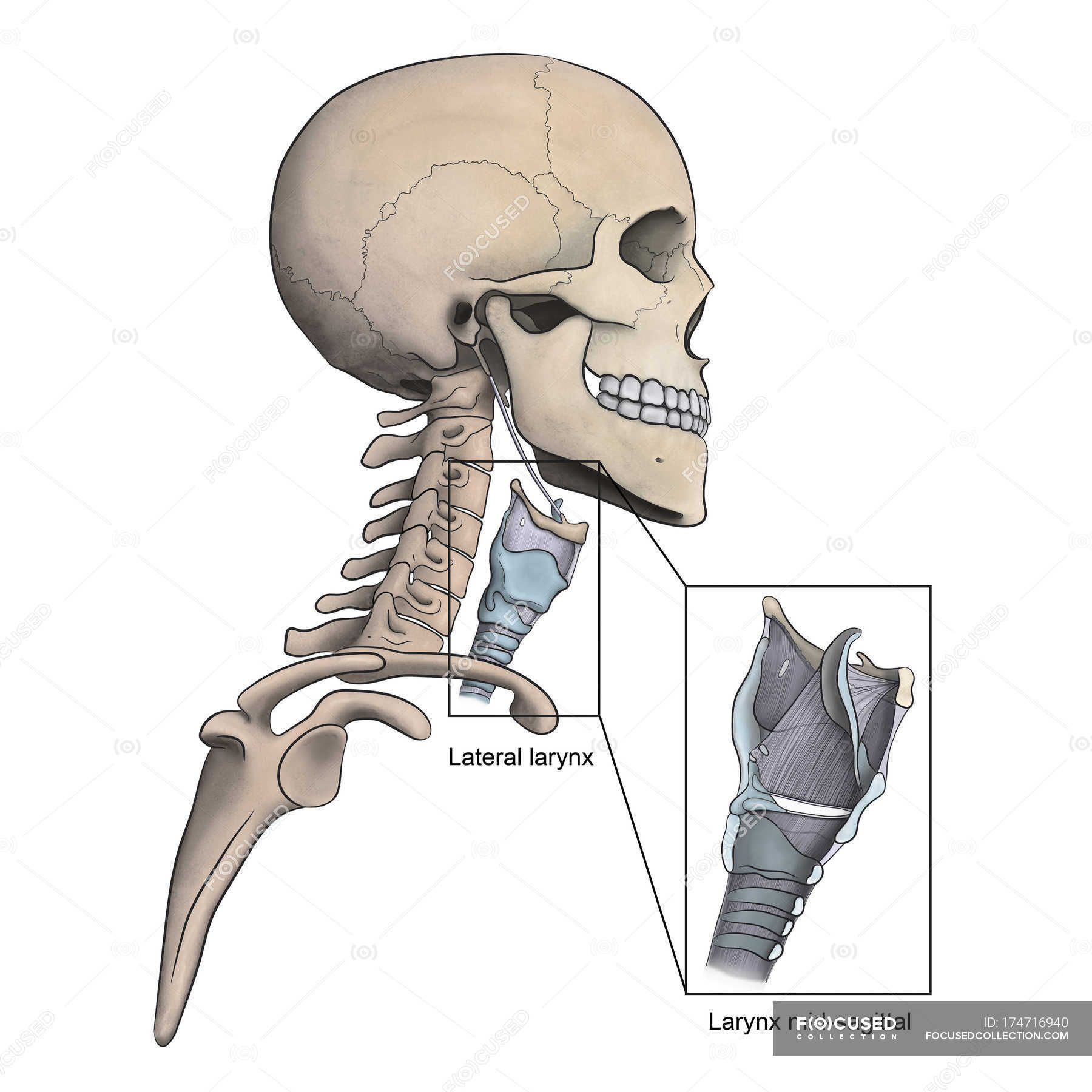 Lateral larynx and skeletal anatomy with mid-sagittal ...