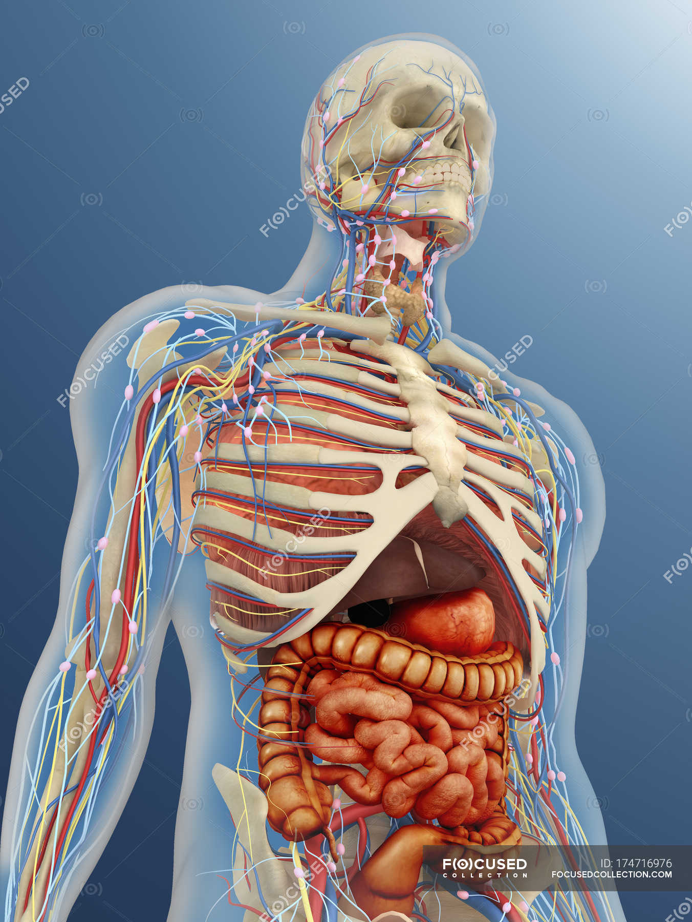 Скелет с внутренними органами. Органы человека. Человеческие органы фото.