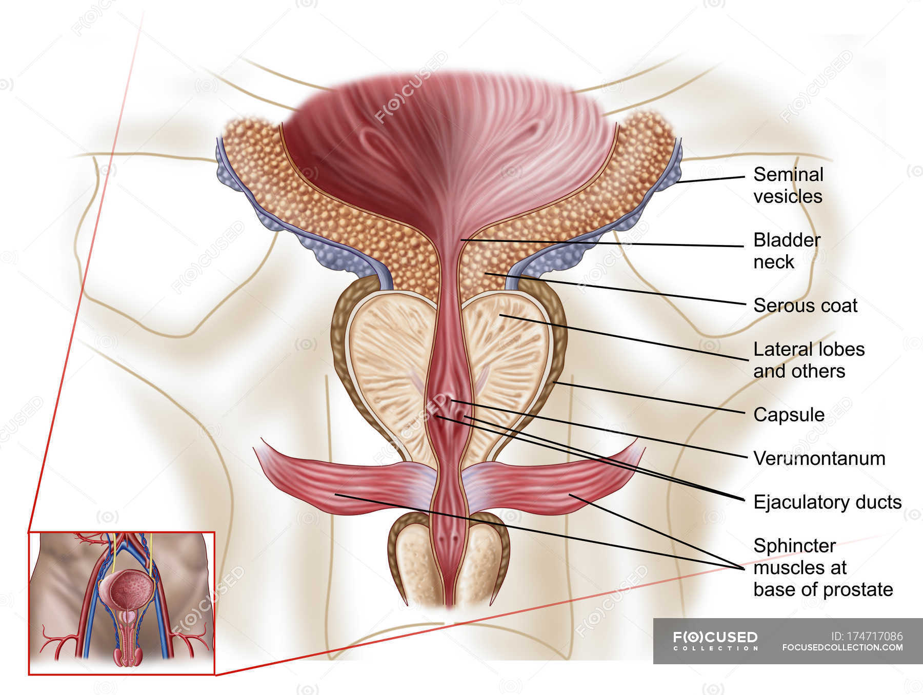 prostate anatomy)
