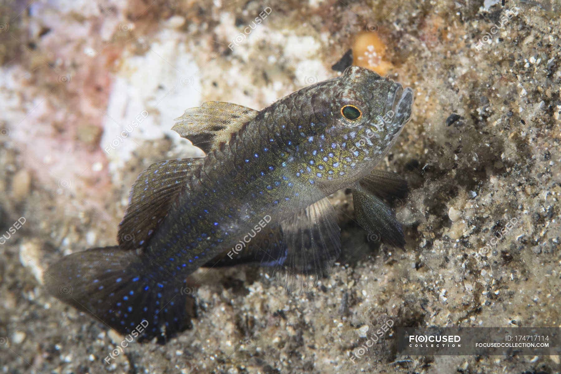 Bluedot goby on seabed — Actinopterygii, asterropteryx ensifera - Stock ...