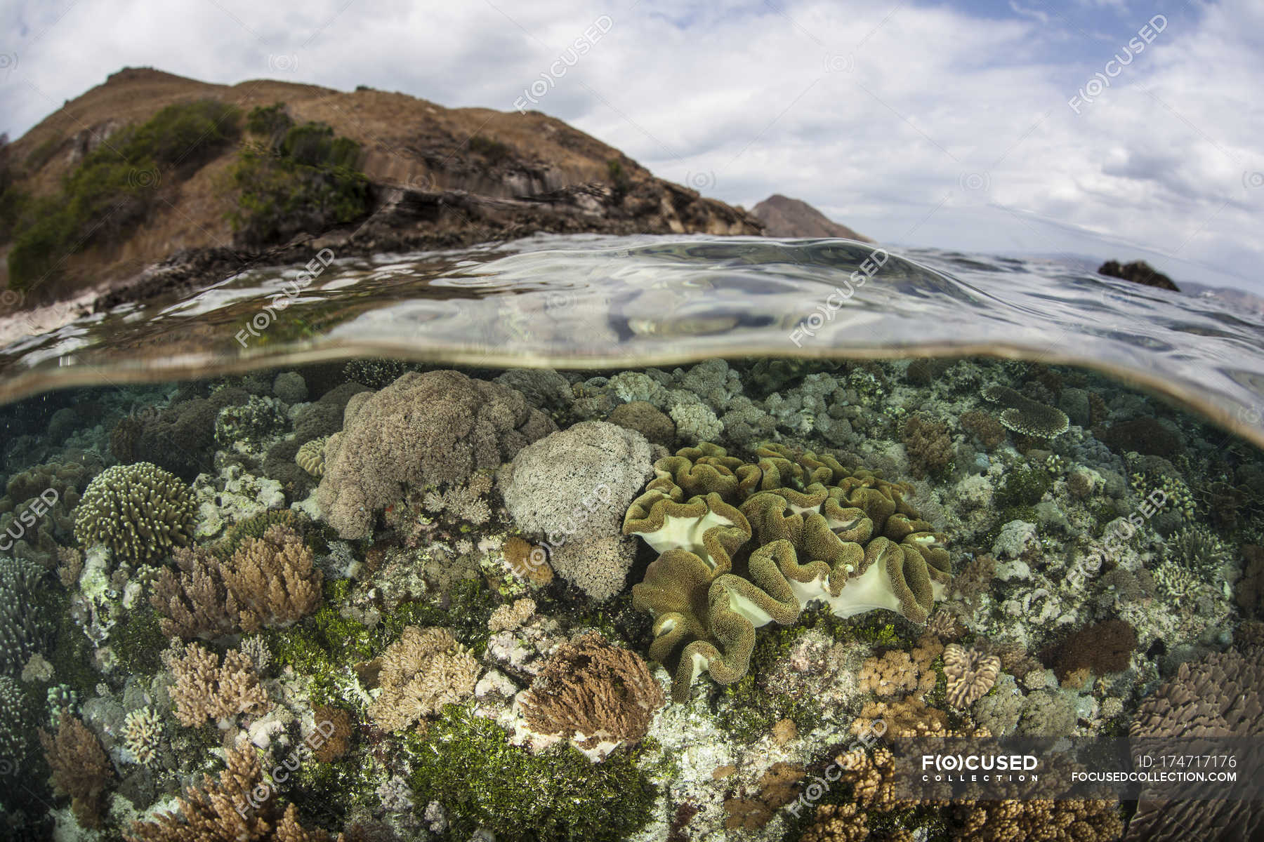 Coral reef in shallow water — ecosystem, ocean floor - Stock Photo ...
