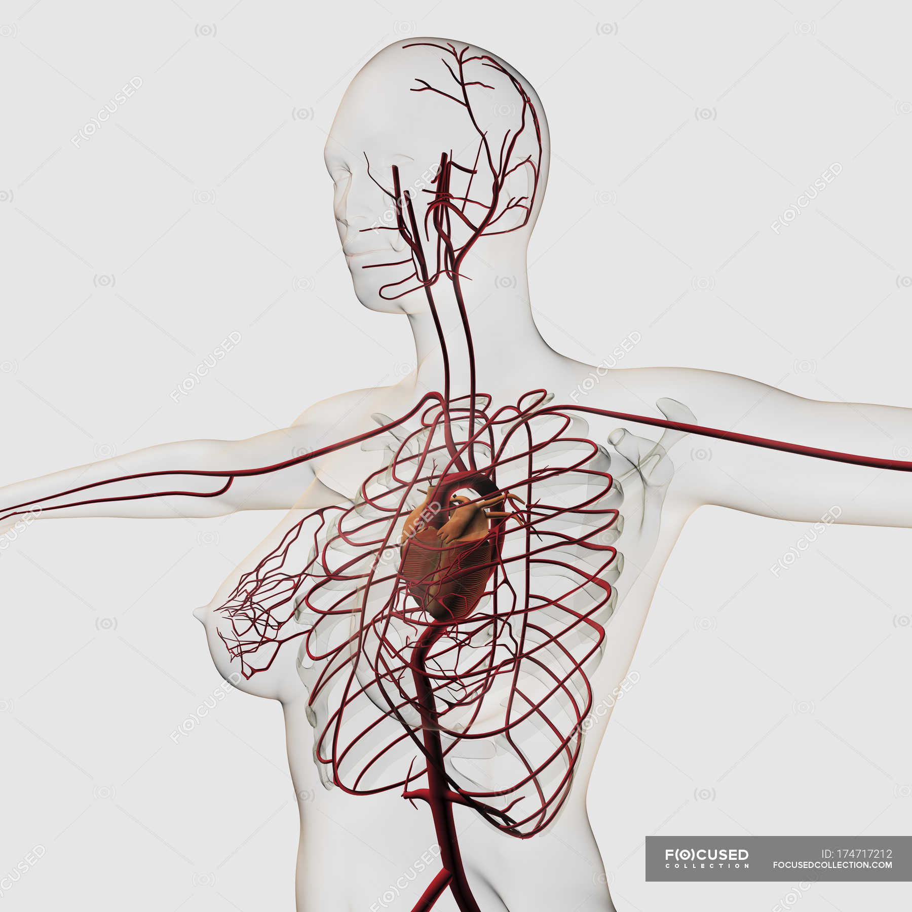 Medical Illustration Of Female Circulatory System With Heart Healthcare Intricacy Stock