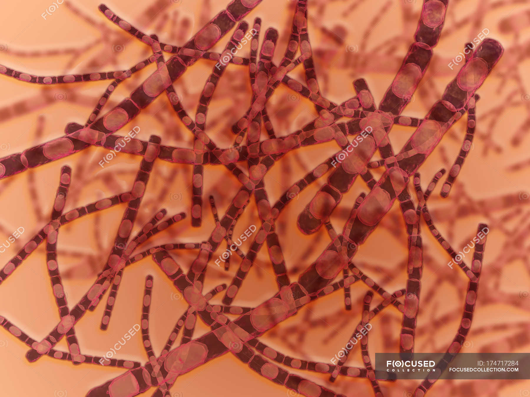 Клетка язвы. Bacillus anthracis Сибирская язва. Bacillus anthracis микроскопия. Бациллюс Anthrax под микроскопом. Bacillus anthracis под микроскопом.