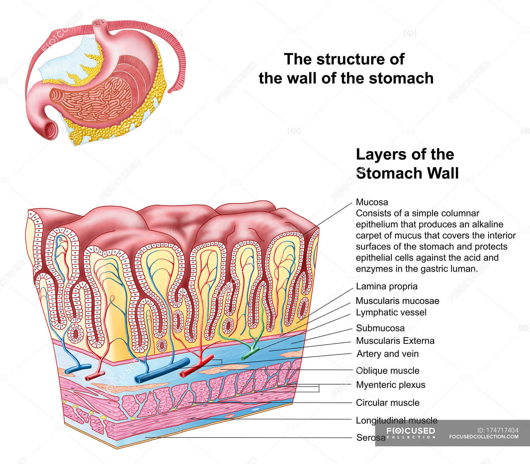 layers-of-gut-wall-diagram-quizlet