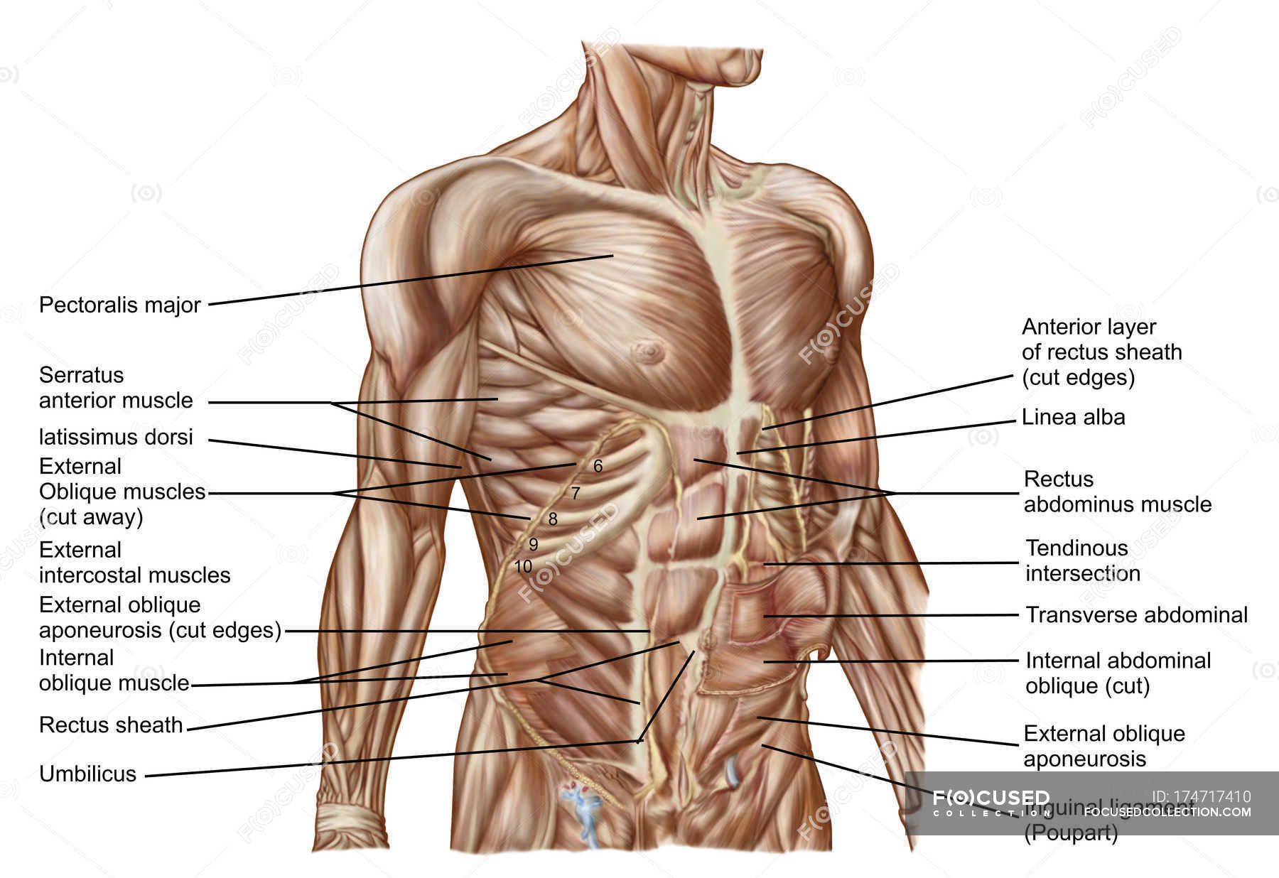 Anatomia Dos Músculos Abdominais Humanos Com Etiquetas — Tronco Intercostais Externos Stock 9173