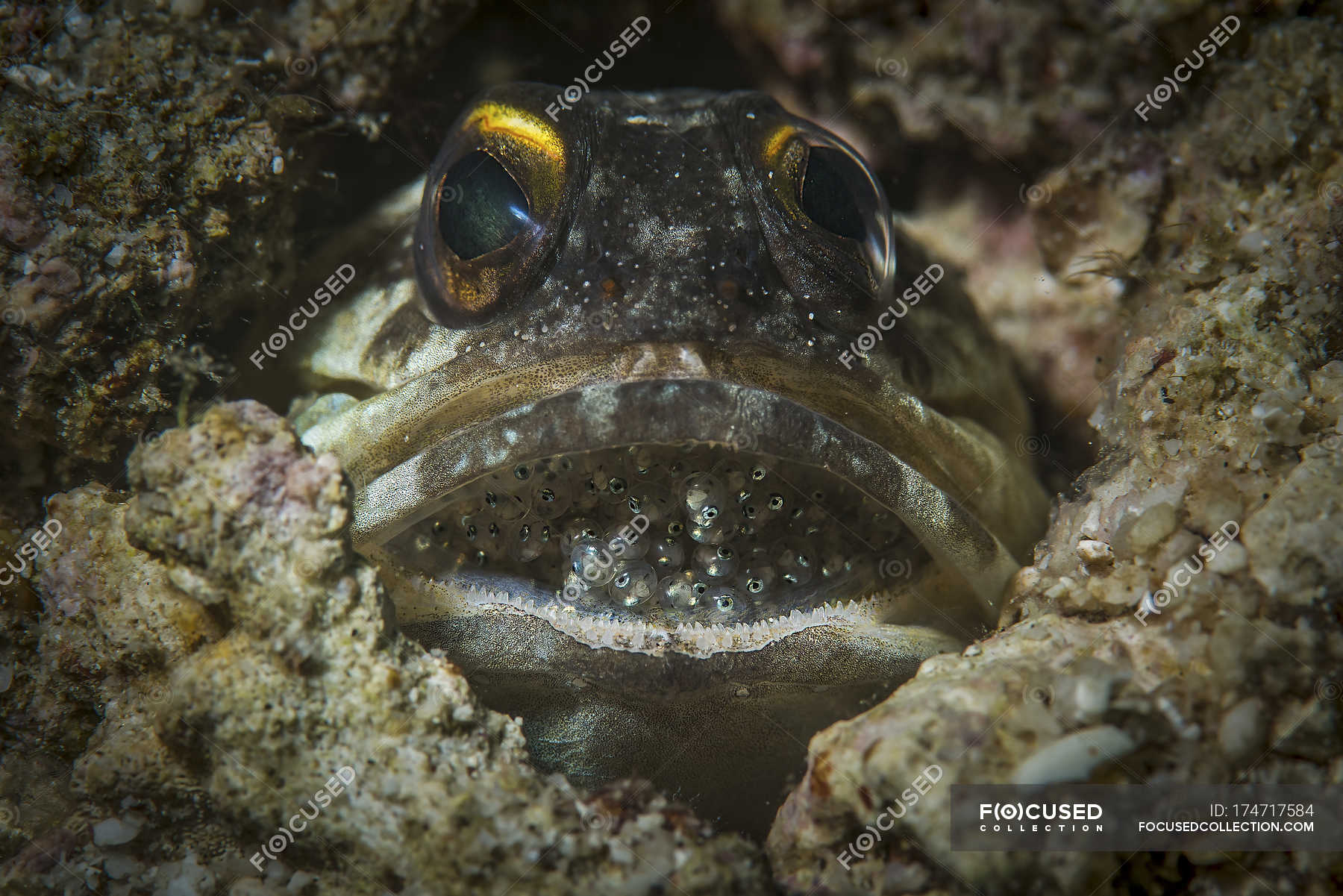 fish with eggs in mouth