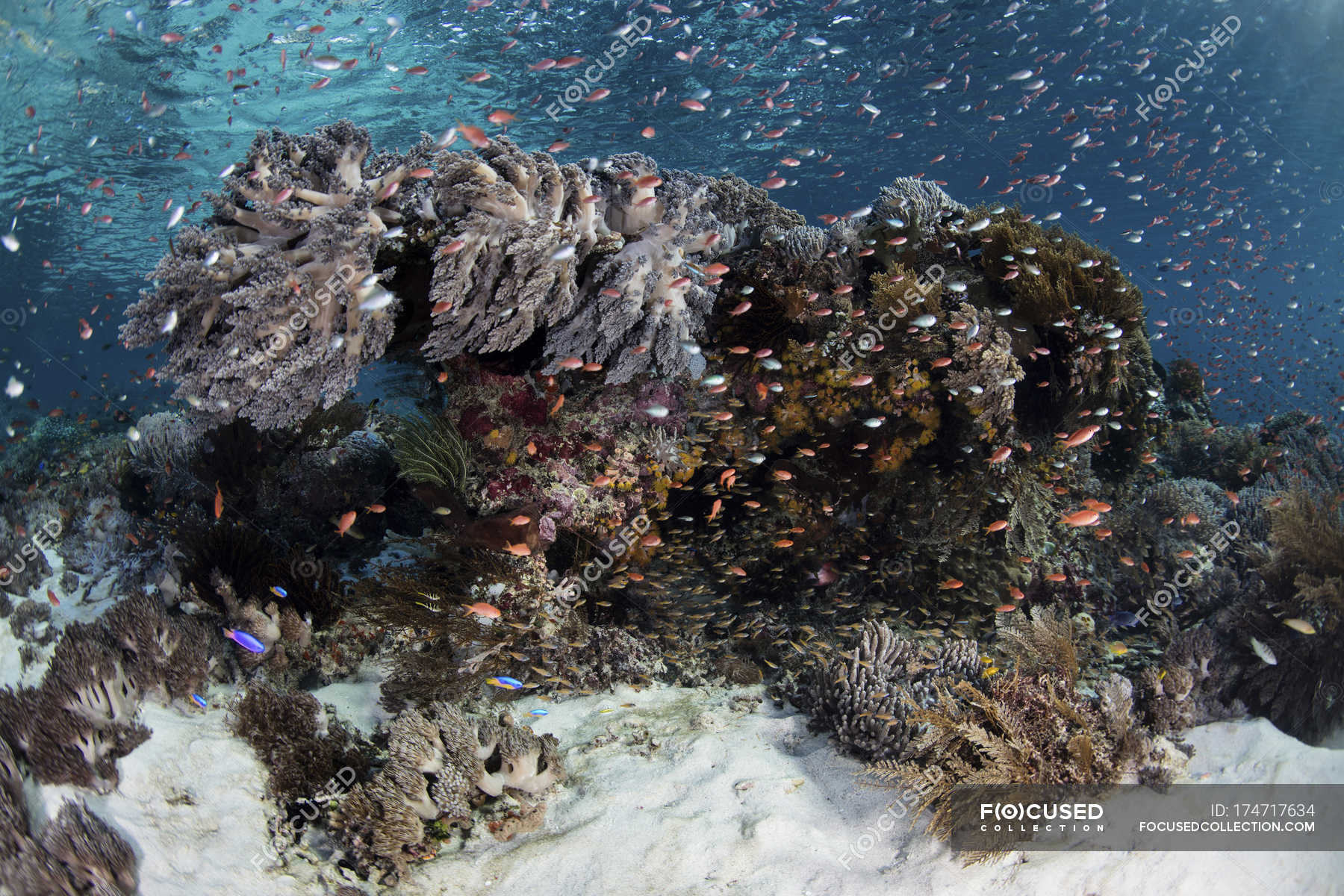 Colorful fish swimming above reef — tropical climate, coral - Stock