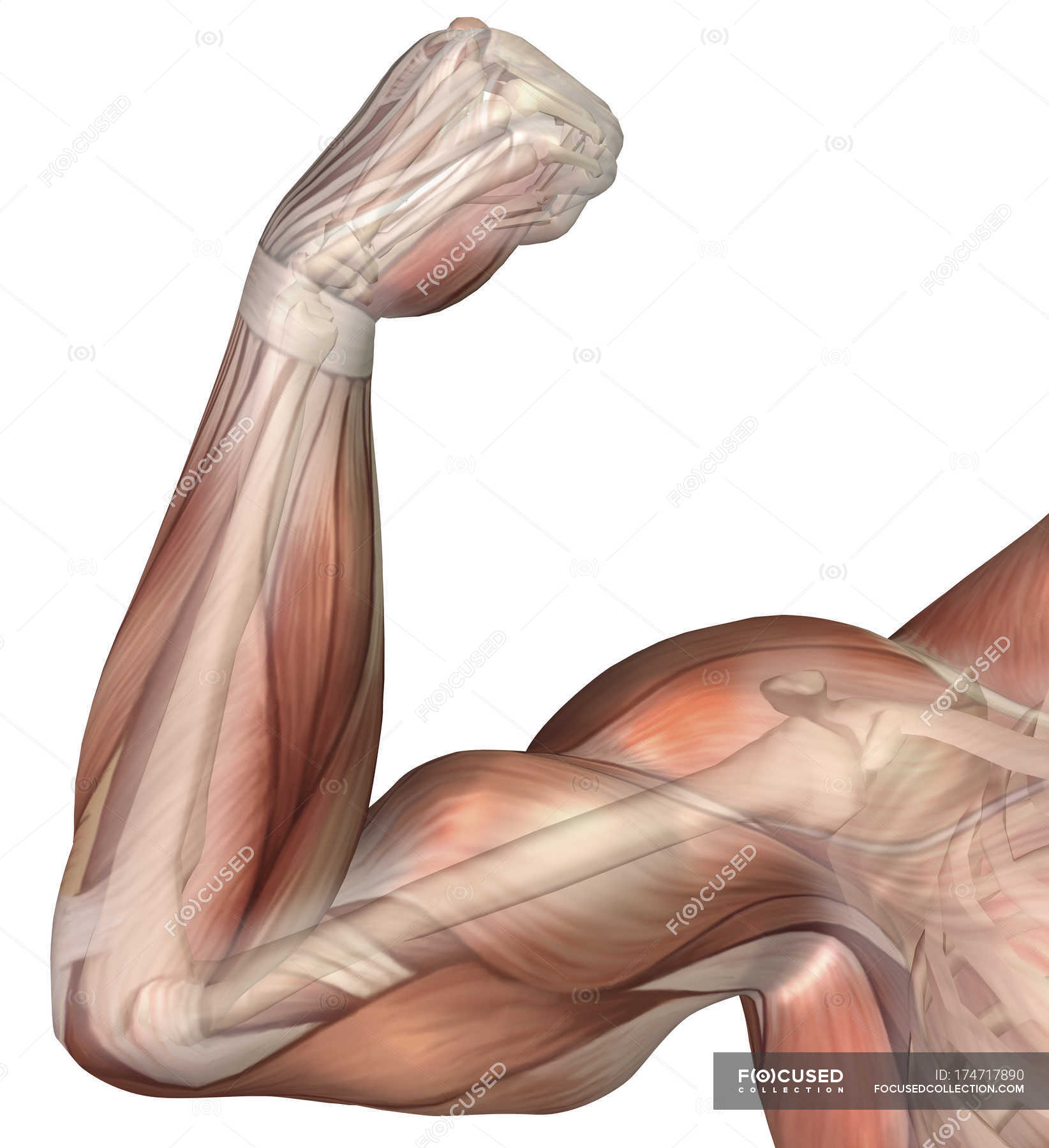Illustration of a flexed arm showing human bicep muscle — biology, tricep Stock Photo 174717890