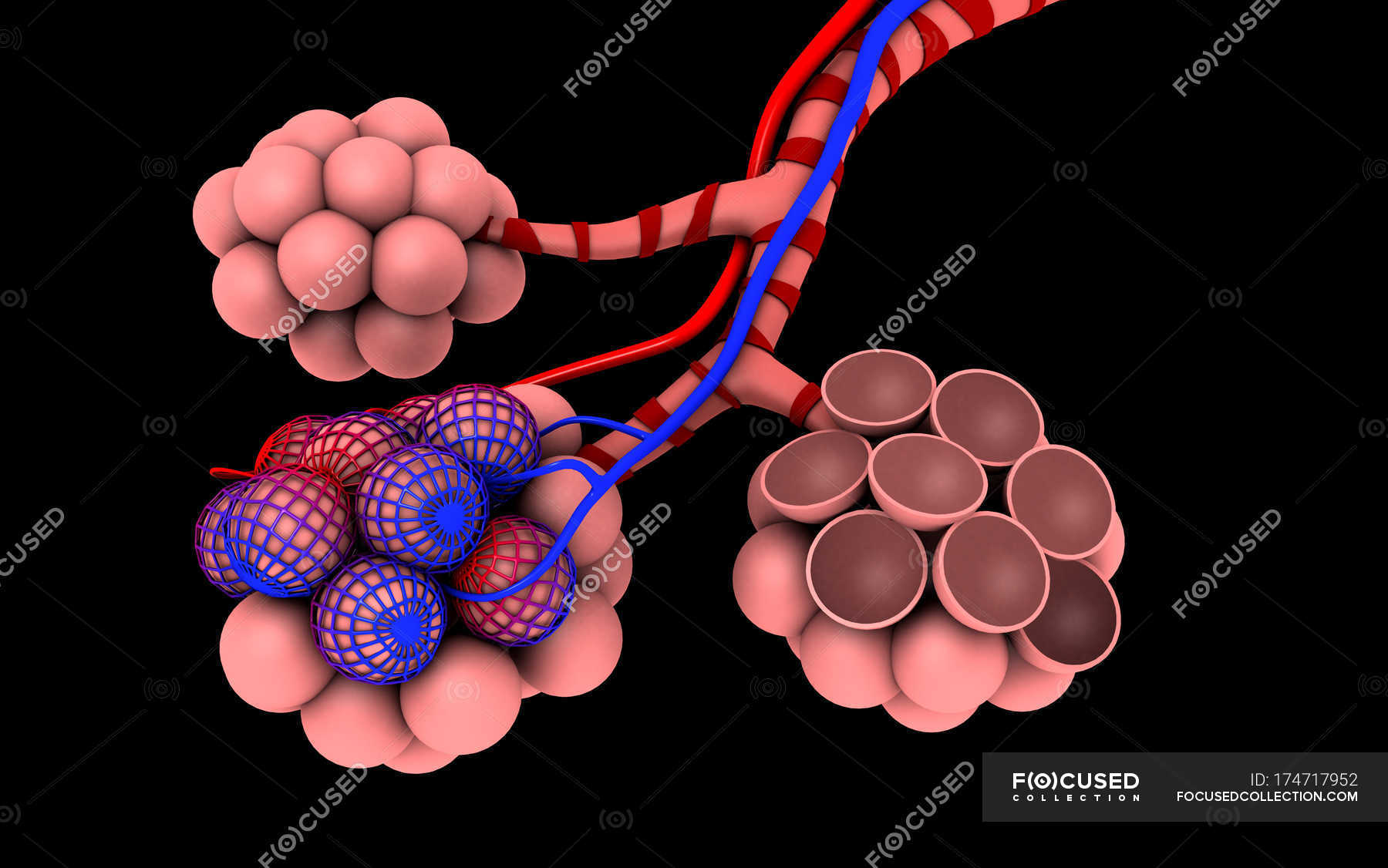 Medical Illustration Of Alveoli On Black Background — Lung, Anatomy 