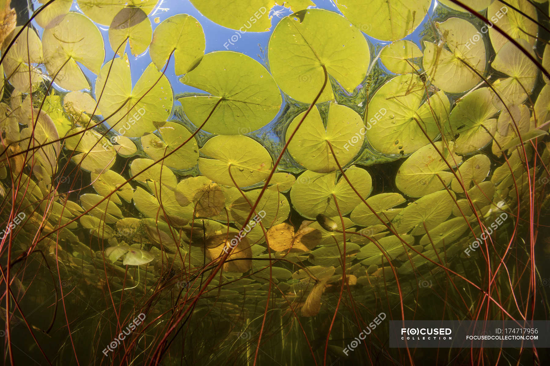 colorful-lily-pads-growing-in-freshwater-lake-growth-stems-stock