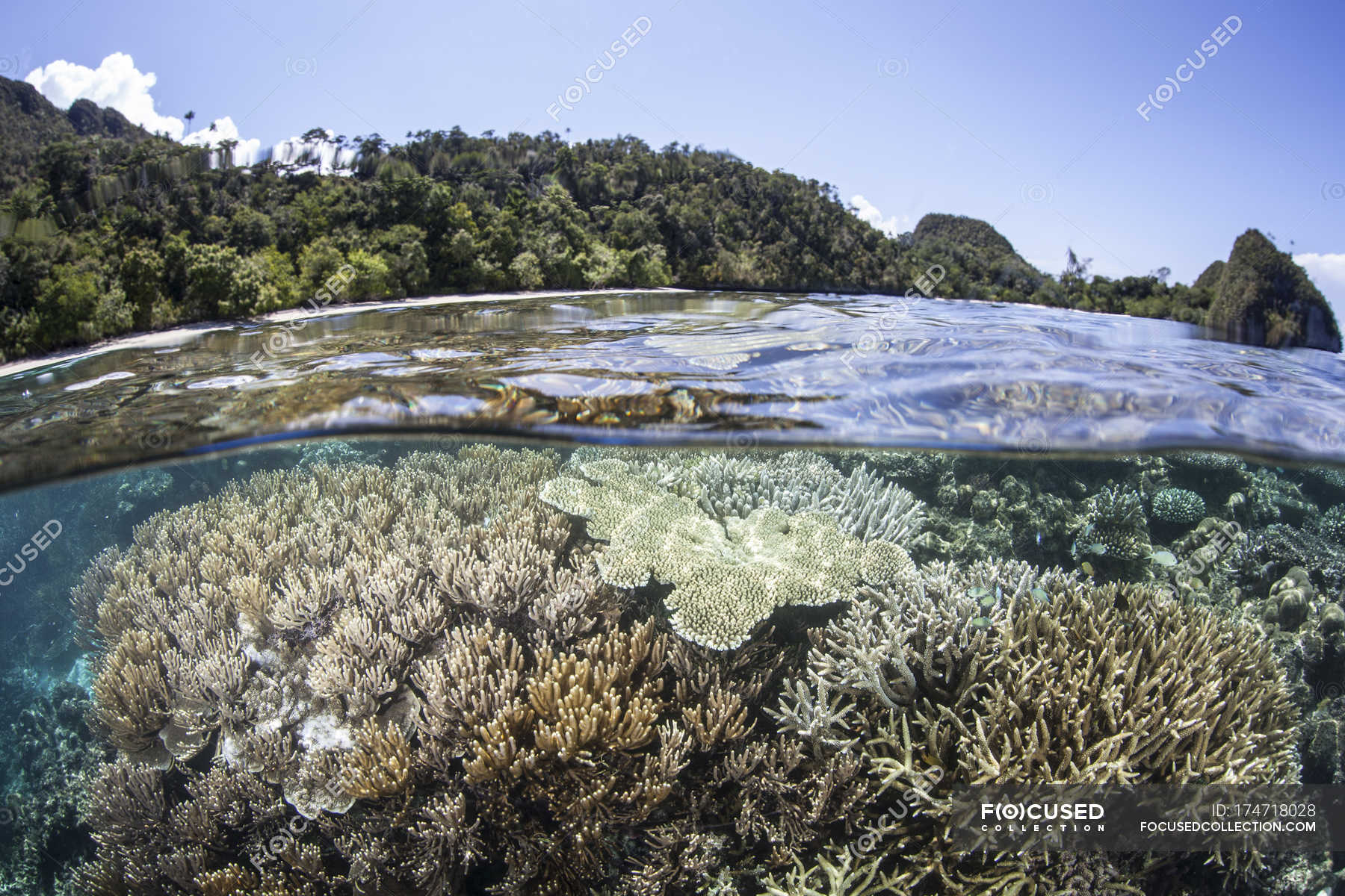 Coral reef near limestone island — oceania, stony corals - Stock Photo ...