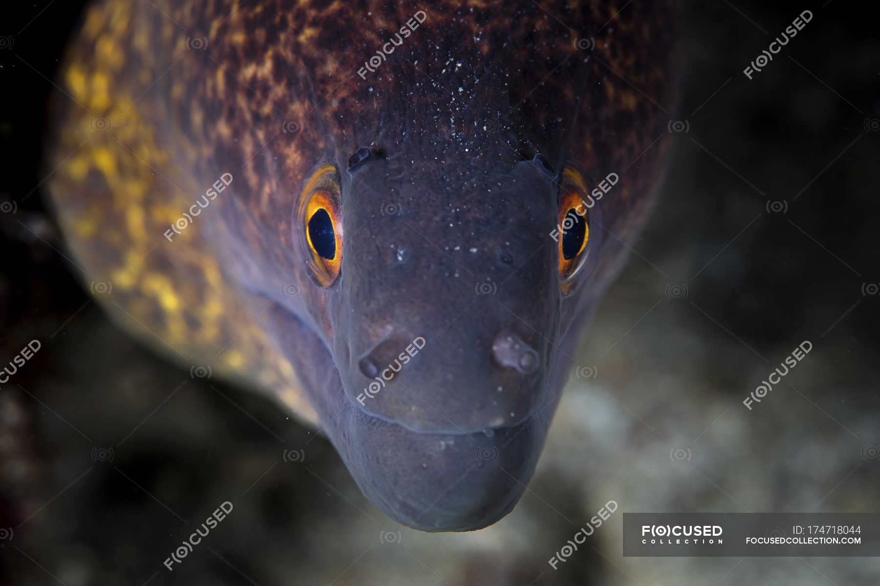 Mottled moray eel Stock Photos, Royalty Free Images Focused