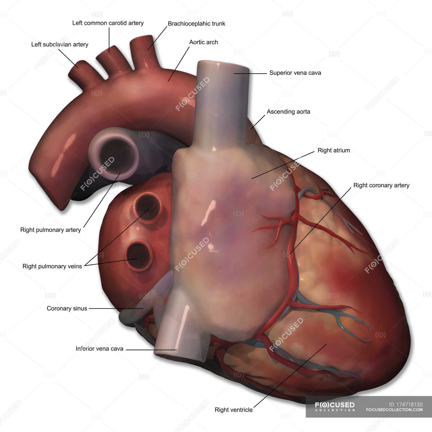 Right lateral view of human heart anatomy with annotations — common