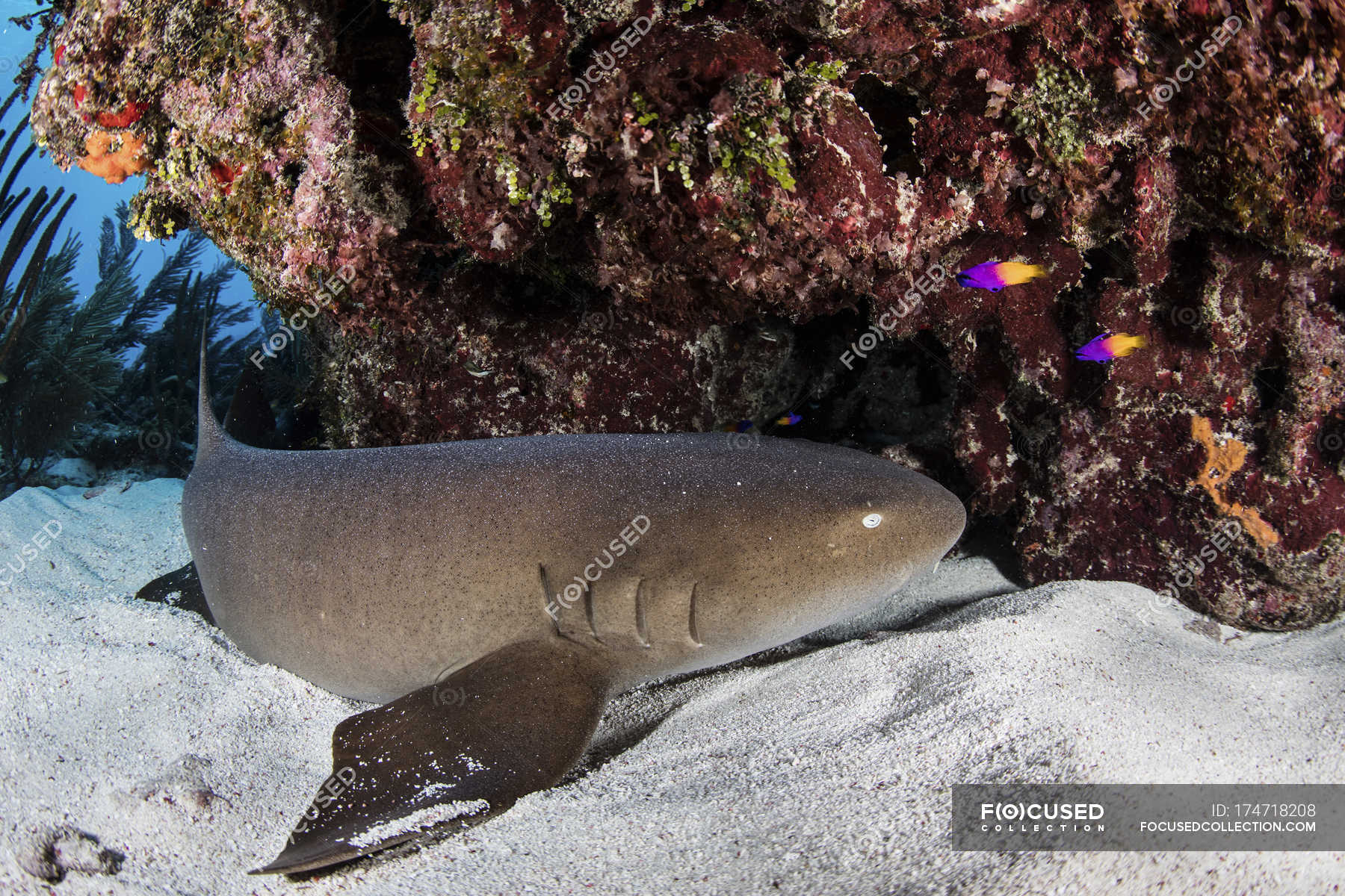 Nurse shark resting on seafloor — lagoon, cartilaginous fish - Stock Photo  | #174718208