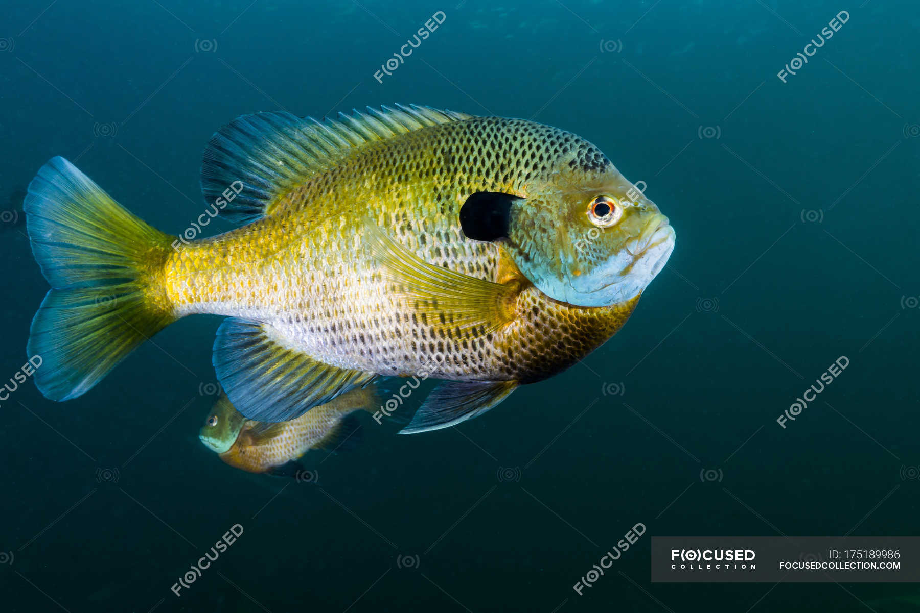 Солнечная рыба Bluegill в темной воде — Желтый, Водные виды - Stock Photo