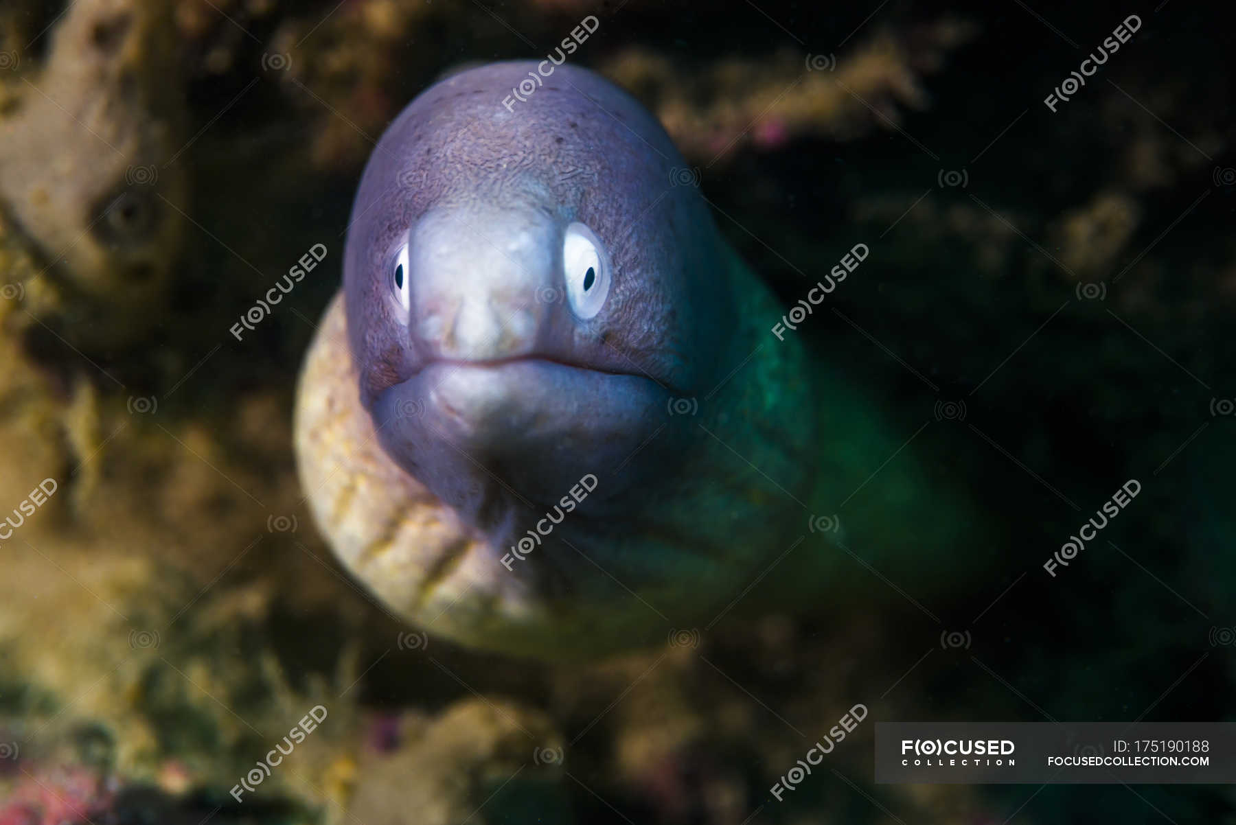 White eyed moray eel — malaysia, Color Image Stock Photo 175190188