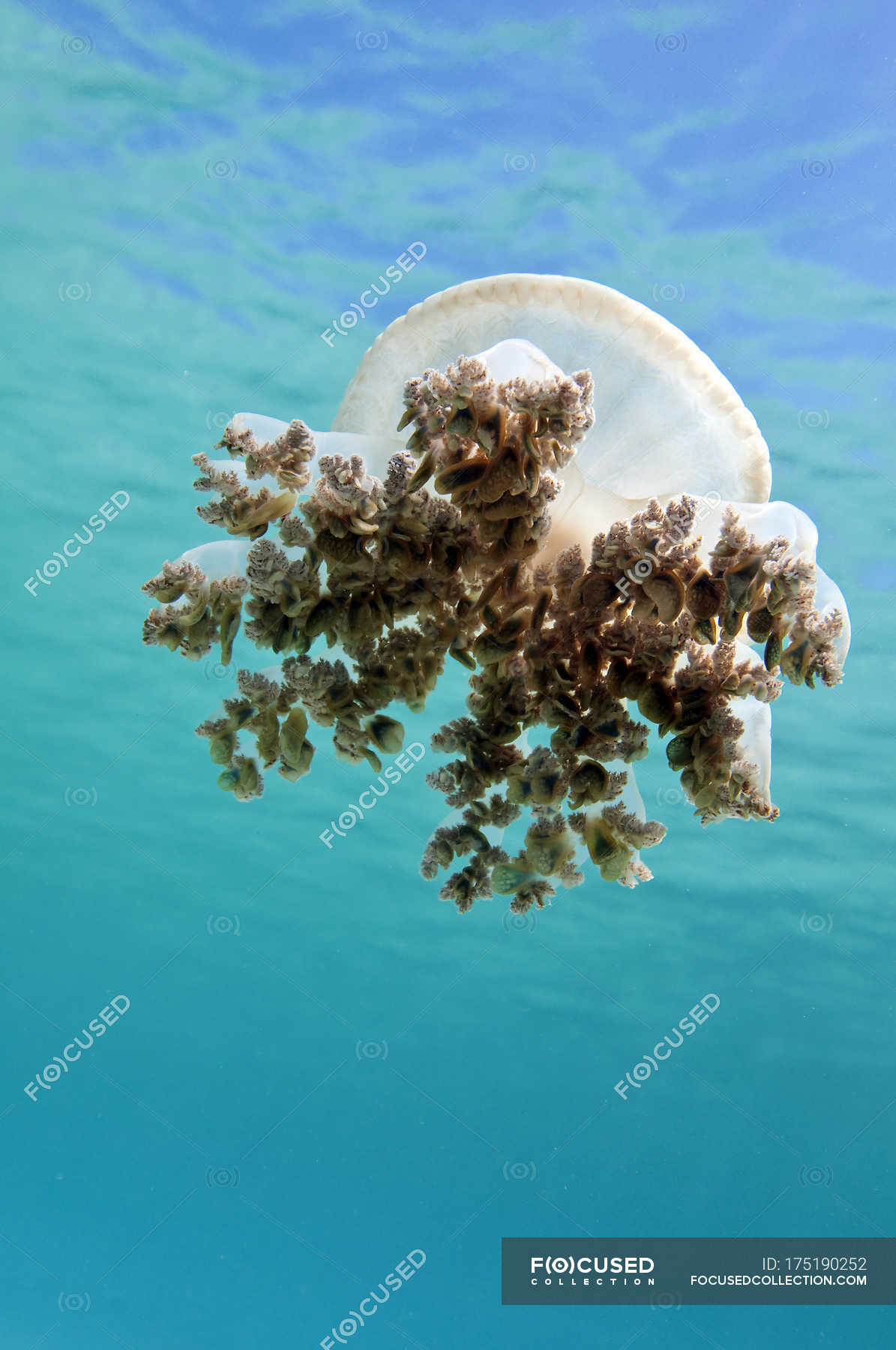 Jellyfish in Caribbean Sea — underwater, wildlife - Stock Photo ...