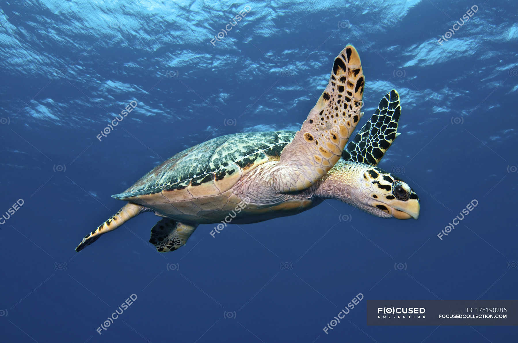 Turtle hawksbill sea Hawksbill Sea