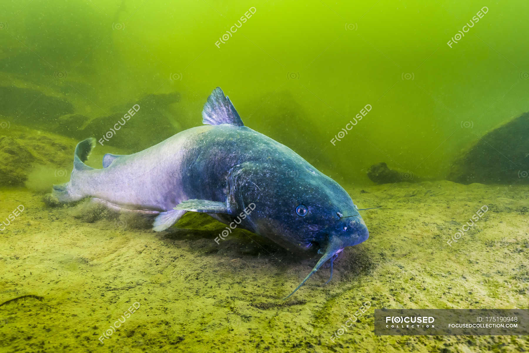 Blue catfish swimming along bottom — ictalurus furcatus, underwater ...