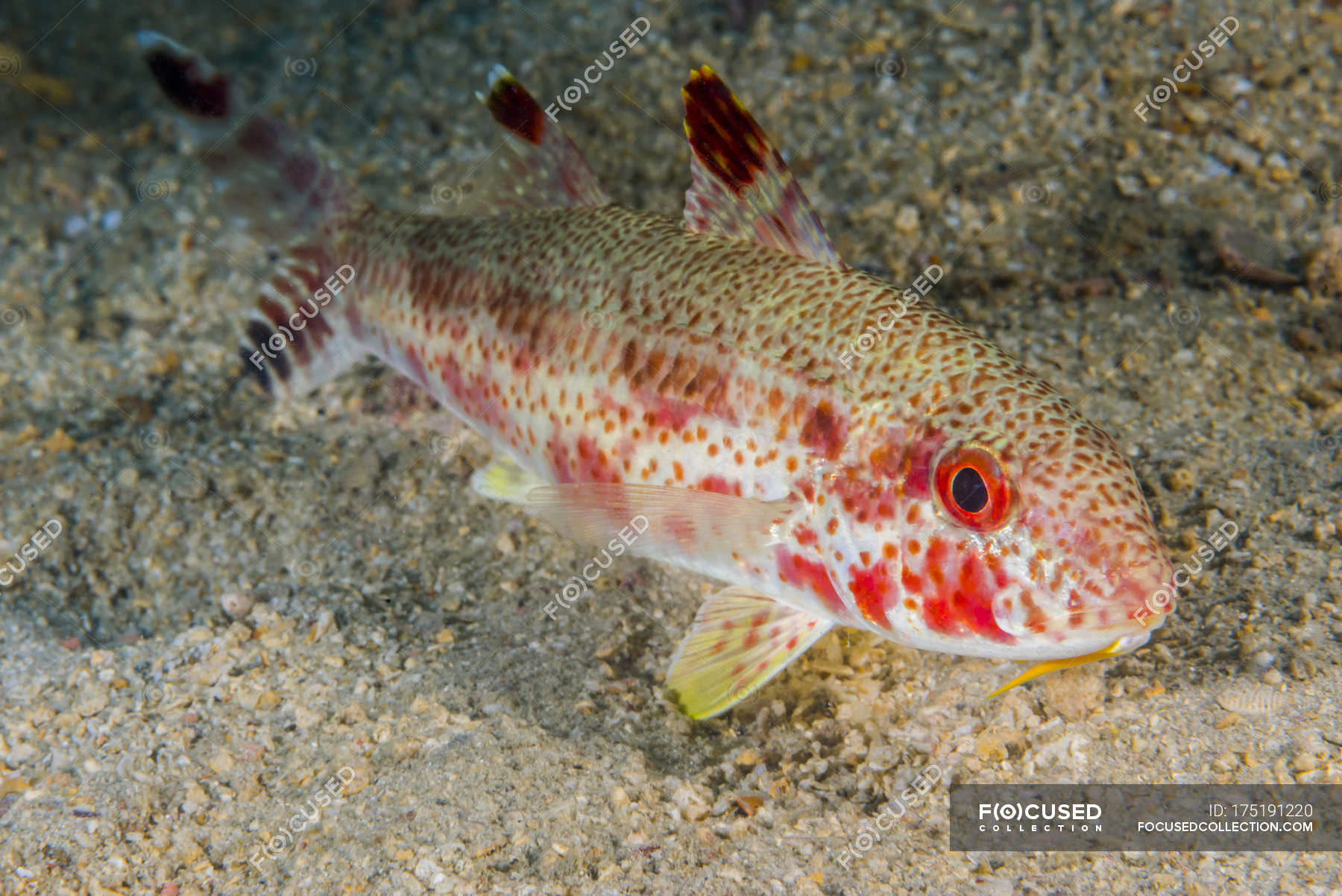 Freckled goatfish near sandy seabed — Actinopterygii, Color Image