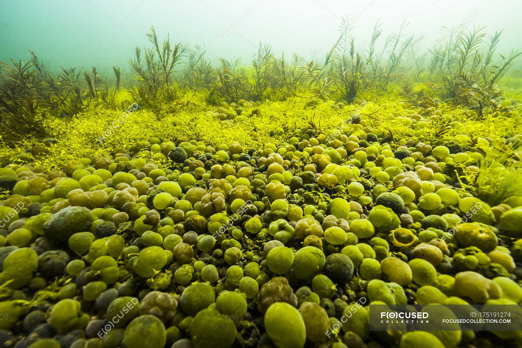 Nostocaceae Stock Photos, Royalty Free Images Focused