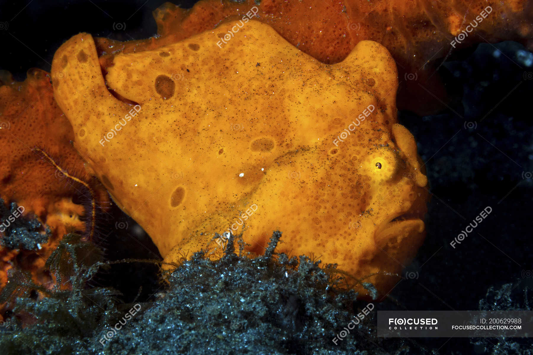 Closeup side view of orange ocellated frogfish — osteichthyes, One ...