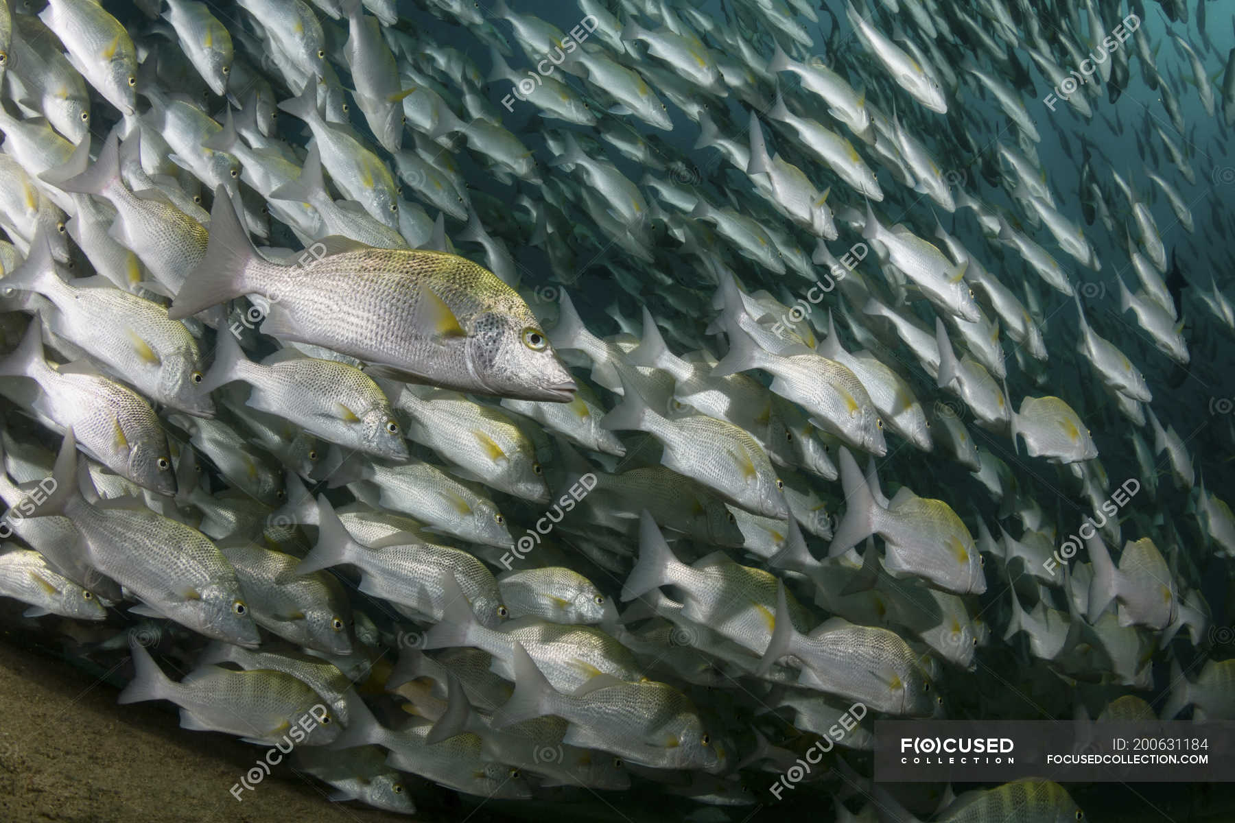 School of yellow snappers swimming in blue water — horizontal ...