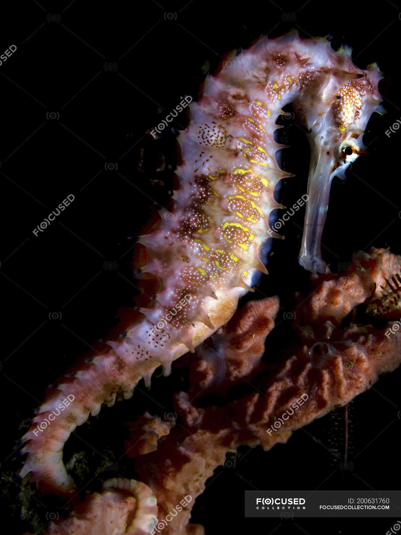 Close-up do cavalo marinho longsnout na frente do fundo branco