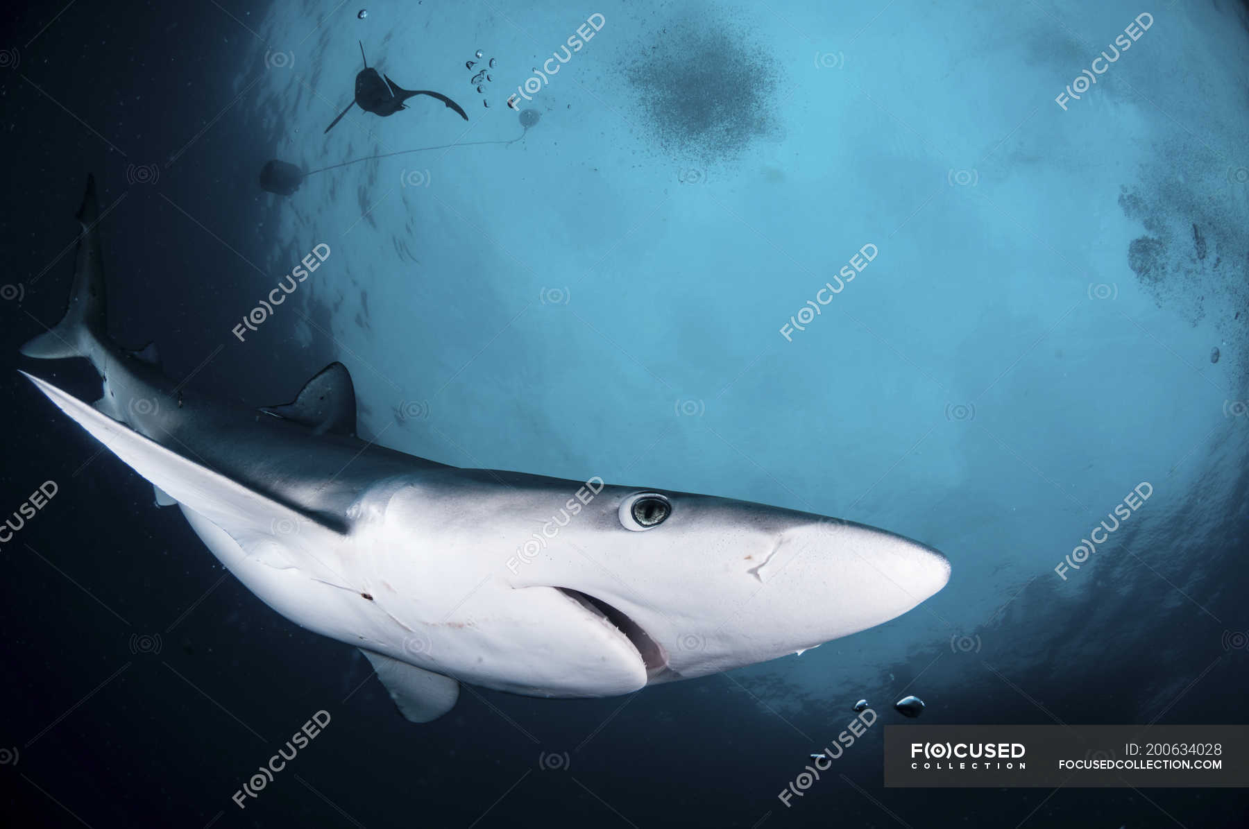 Close-up view of a blue shark swimming in blue water — horizontal ...