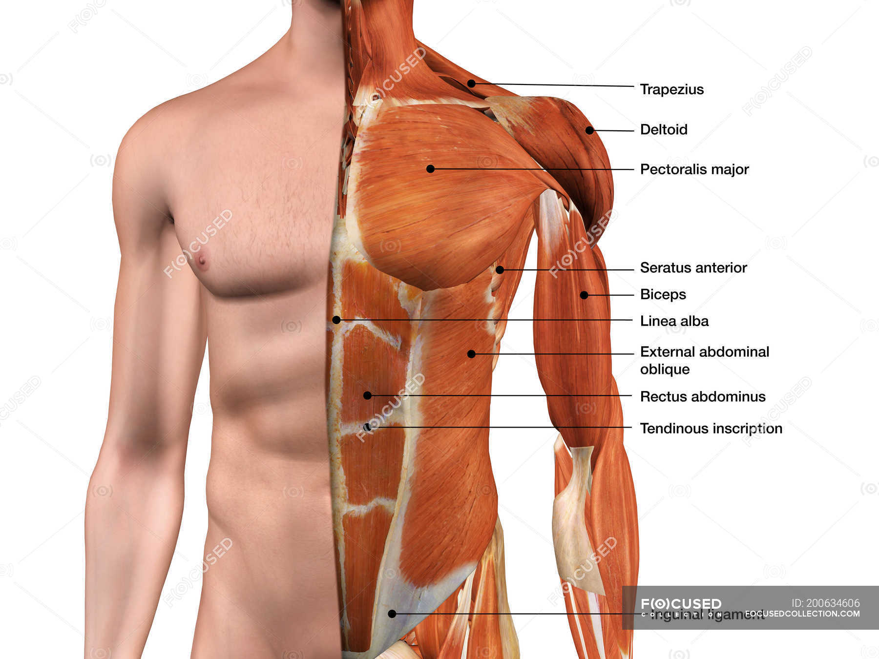 Male anterior thoracic wall chest muscles labeled on white ...