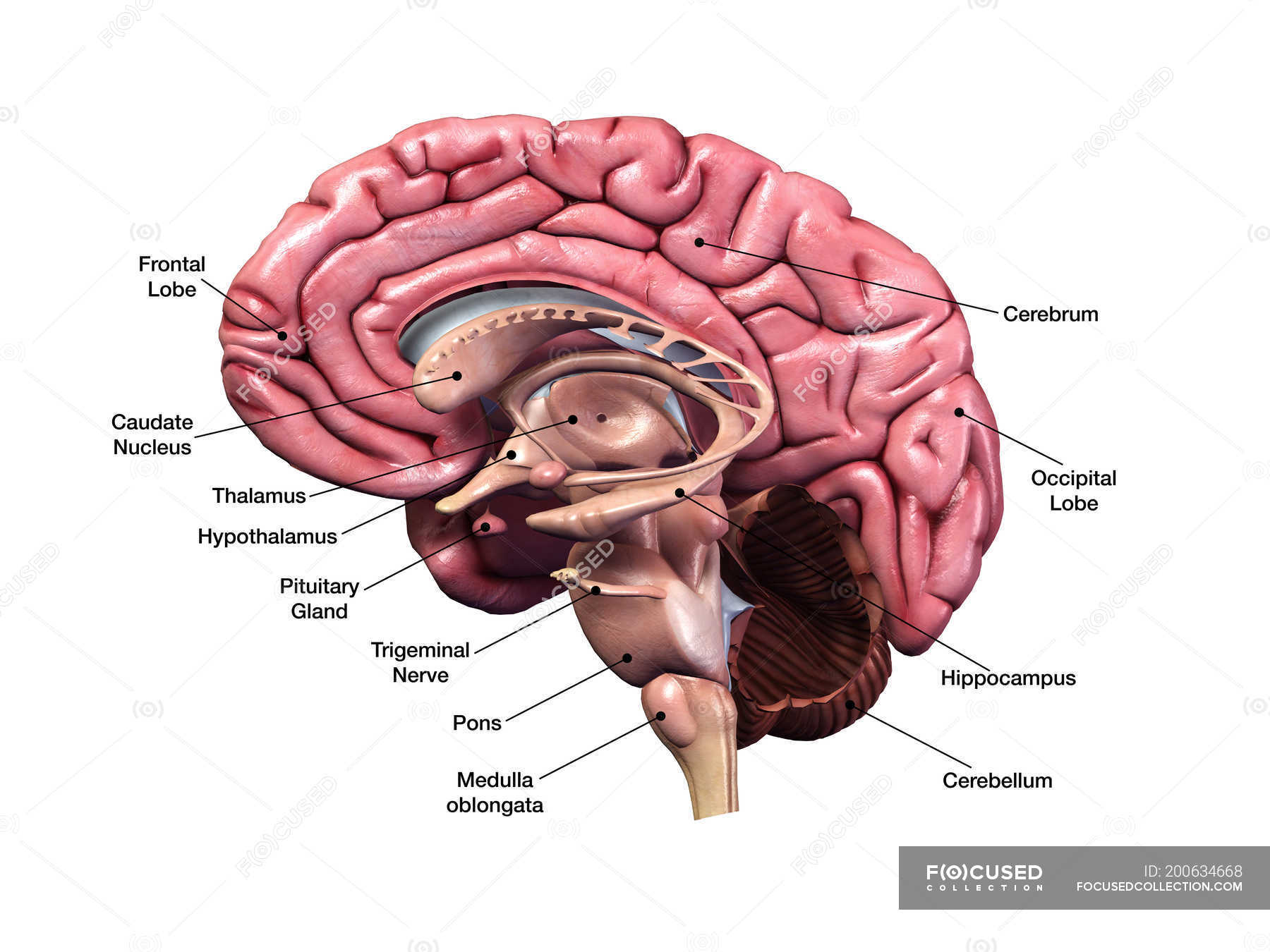 Sagittal section of human brain with labels on white background