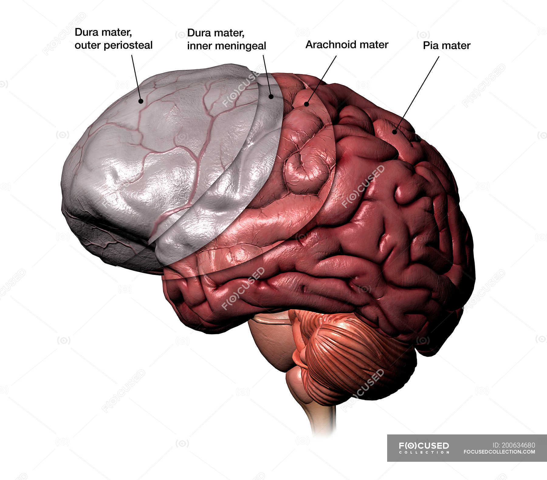 Brain Diagram Without Labels