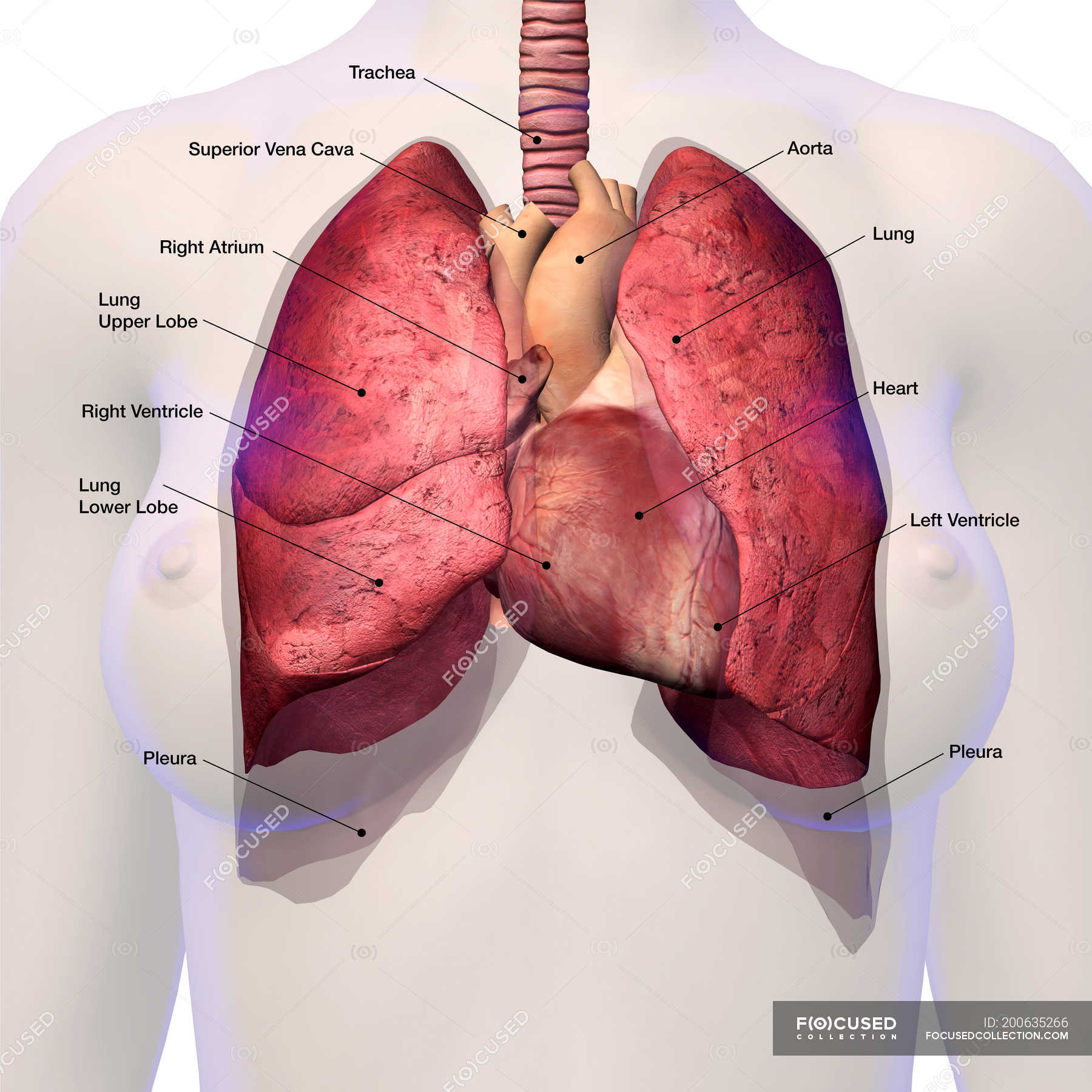 female-heart-and-lungs-in-female-body-with-labels-breathing