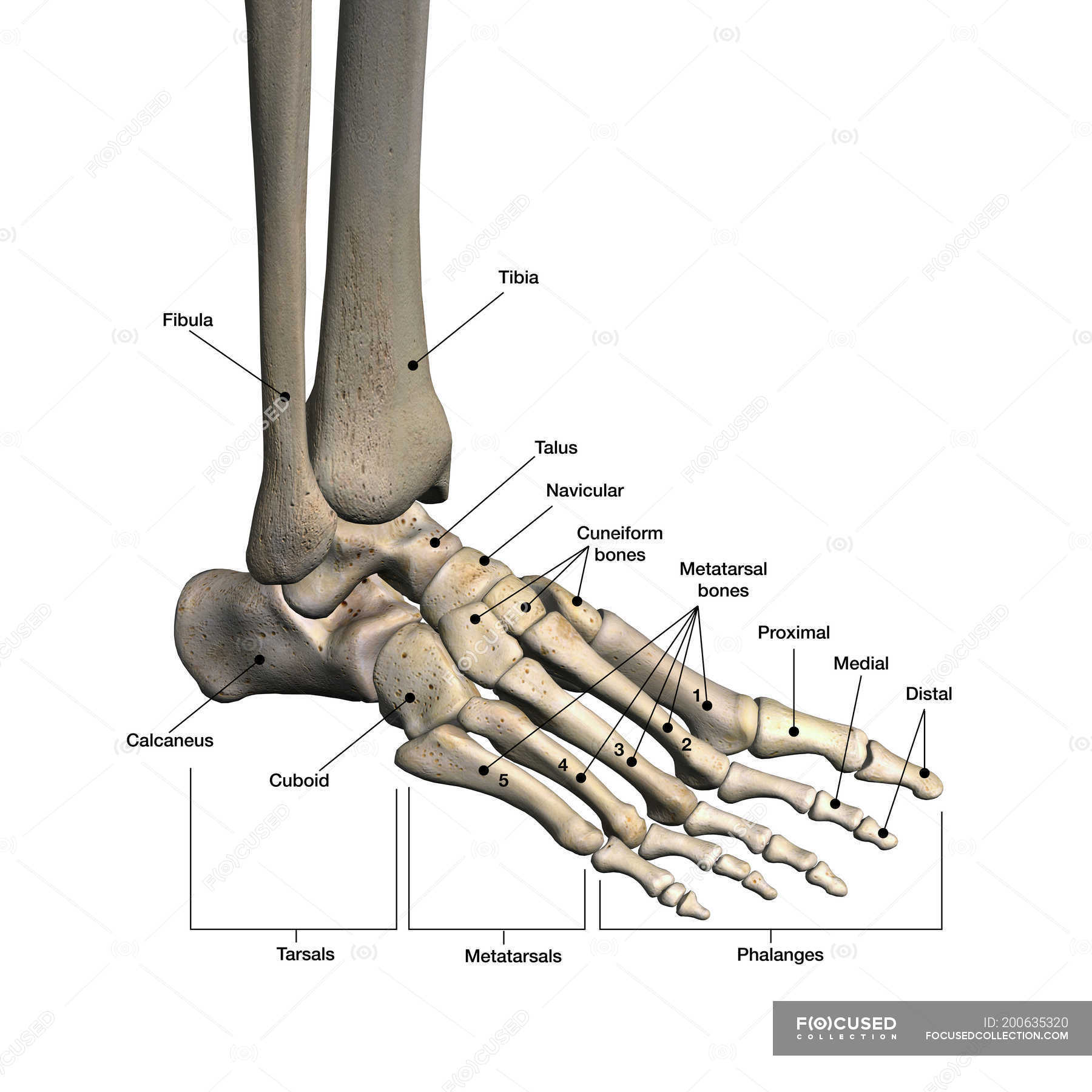 Bones of human foot with labels on white background — phalanx, fibula
