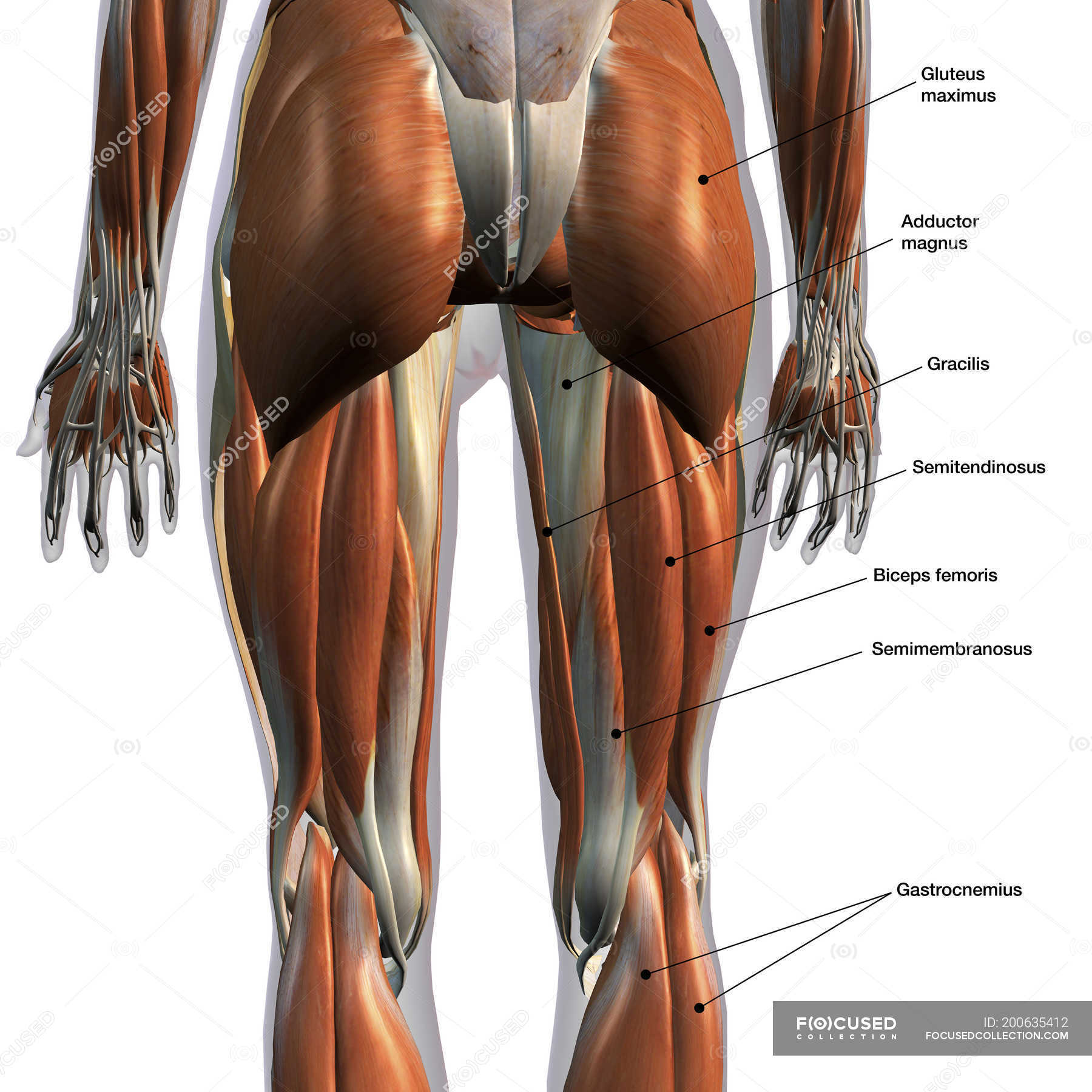 Rear view of leg muscles on white background, with labels — biology