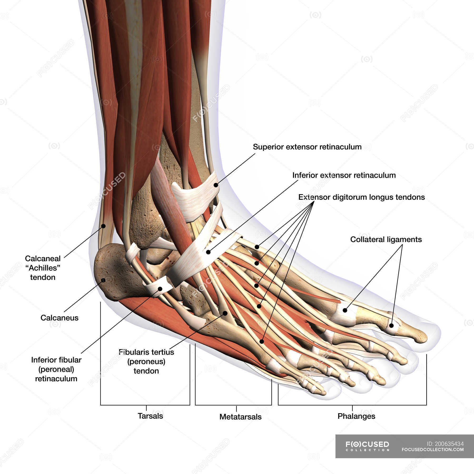 Anatomy of human foot with labels on white background — ankle, leg