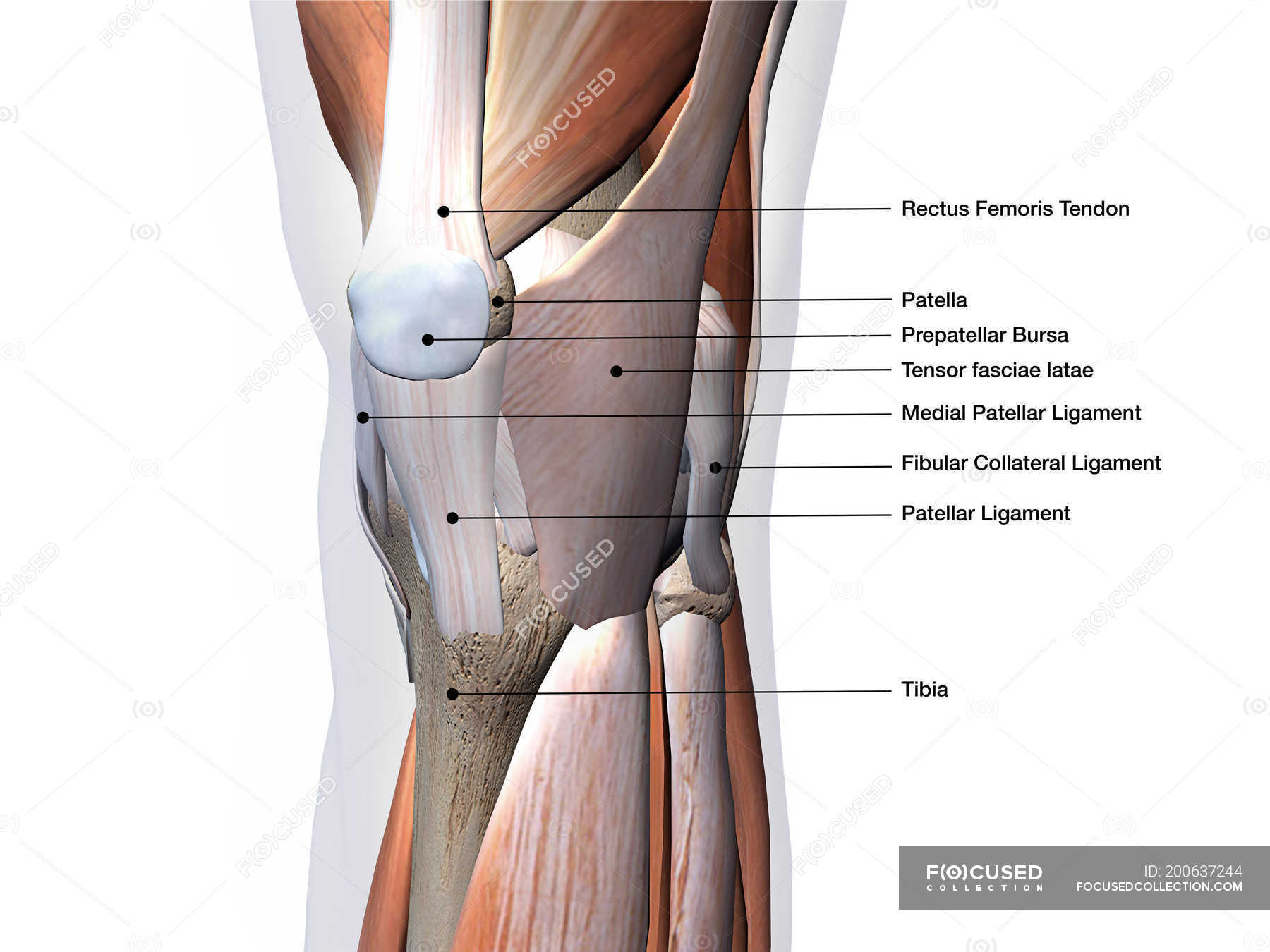 Knee muscles and ligaments with labels on black background — myology